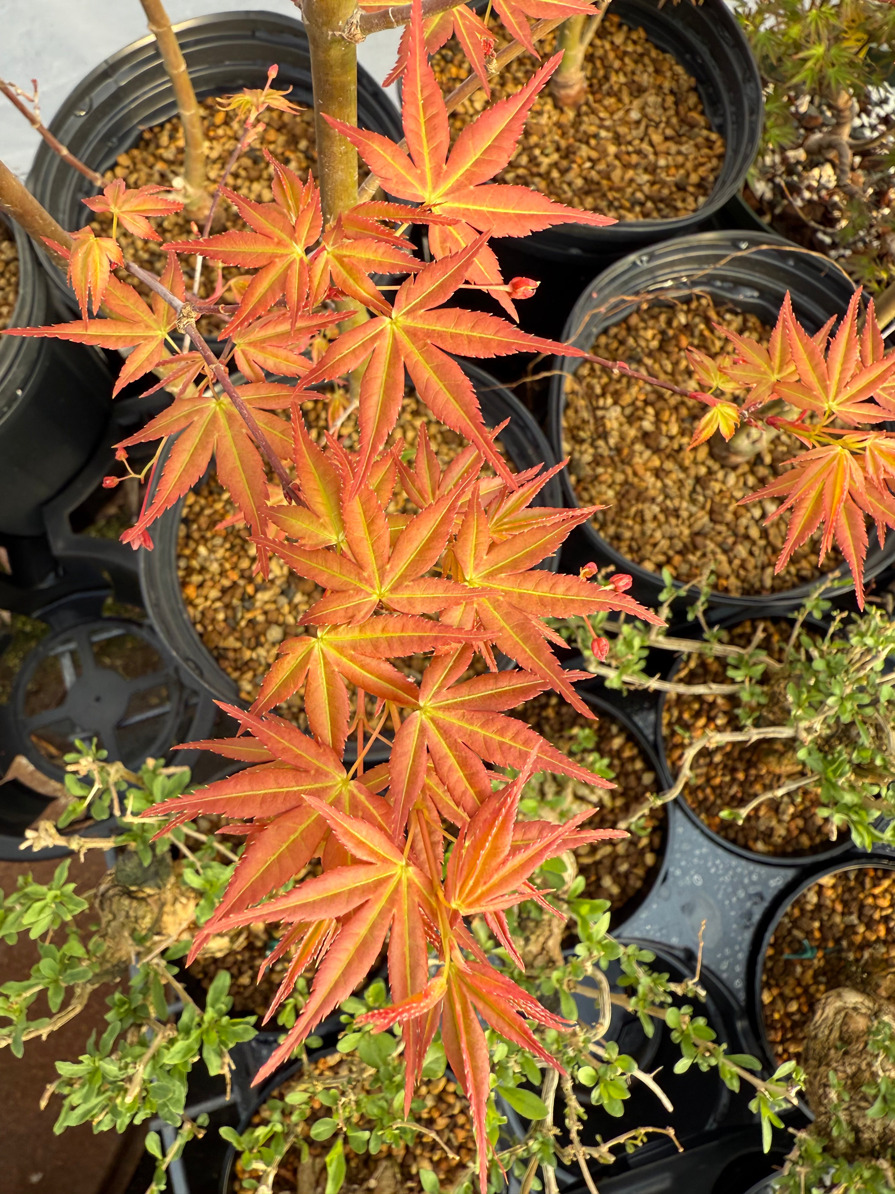Acer palmatum 'Beni Chidori' (2026)