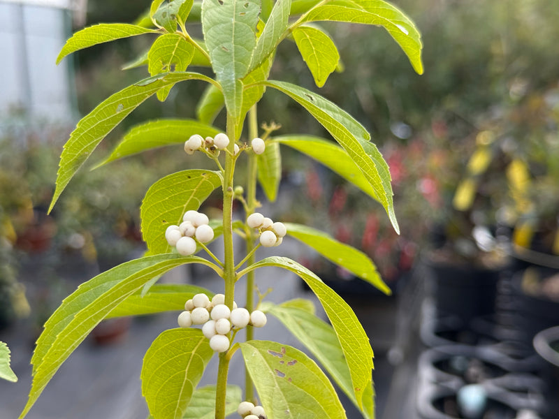 Callicarpa japonica (white)