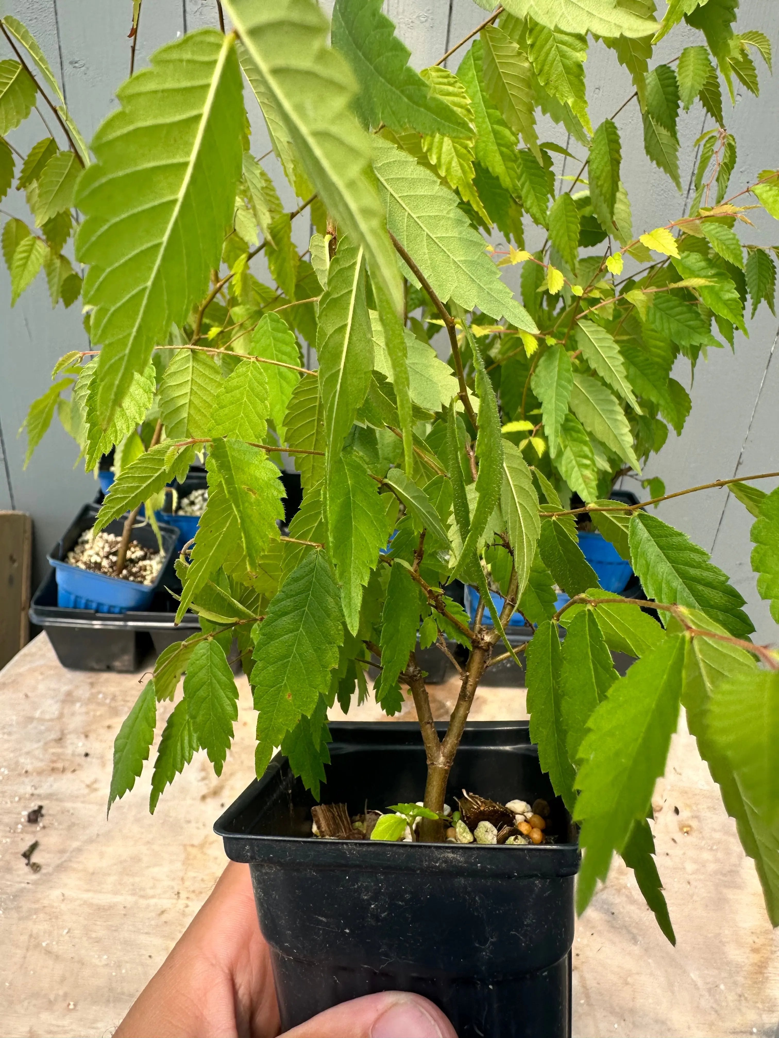 Zelkova serrata Canada Bonsai