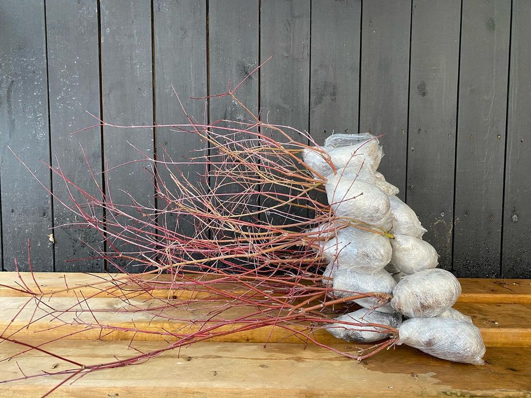 Acer palmatum 'Deshojo' (5 units) (2026)