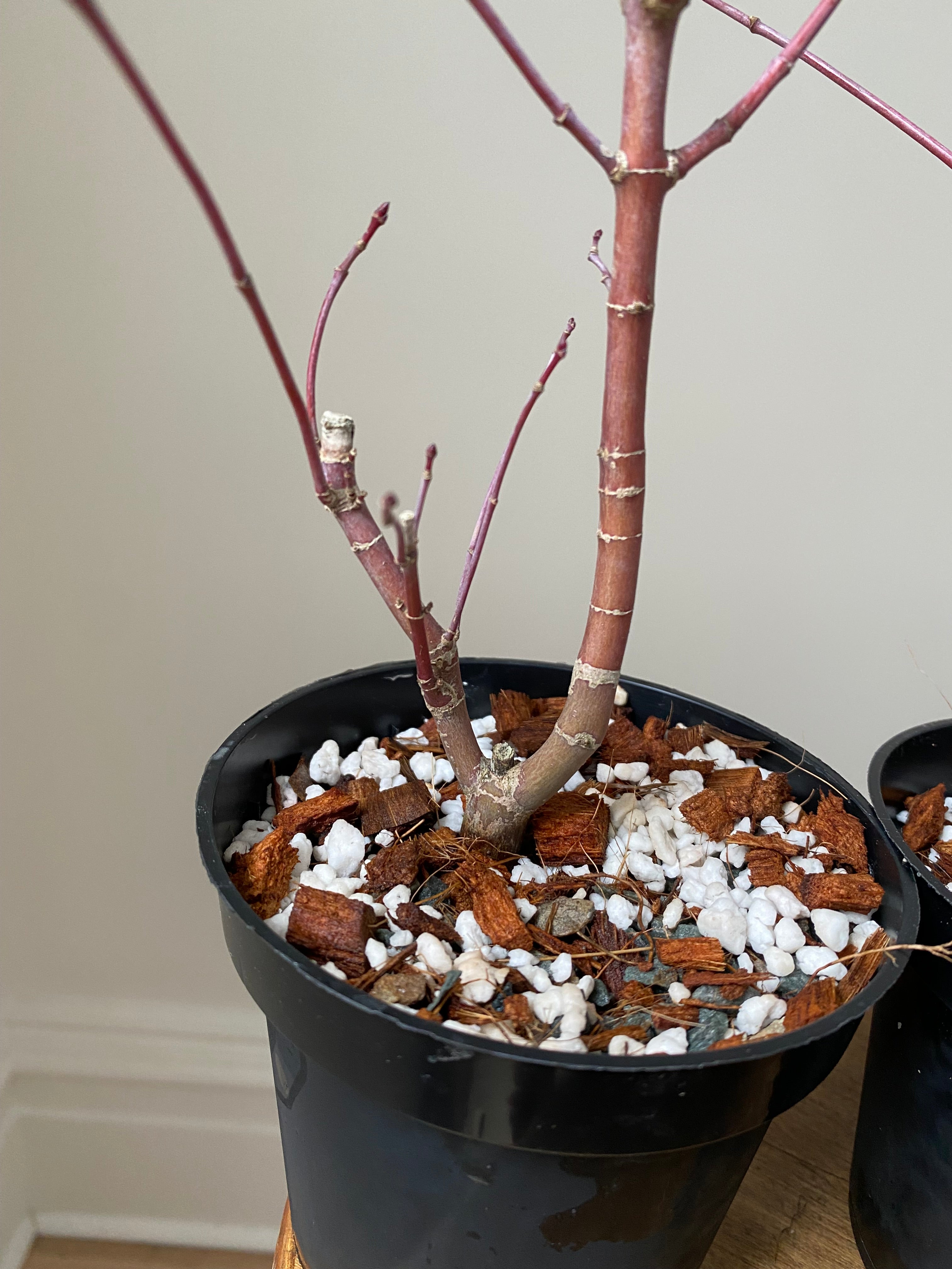 Acer palmatum 'Deshojo' (5 units) (2026)