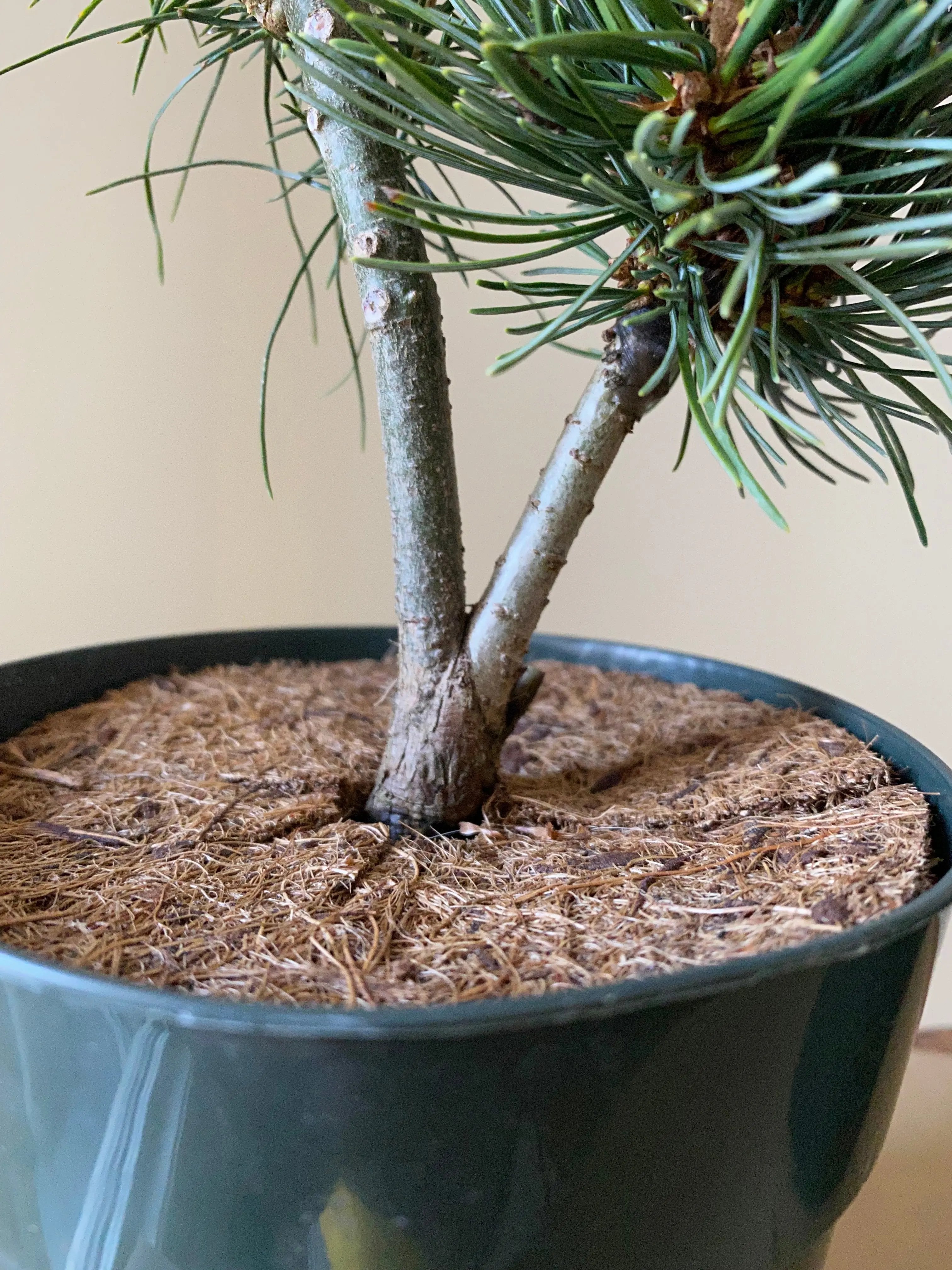 Japanese White Pine 'Aoi' Canada Bonsai