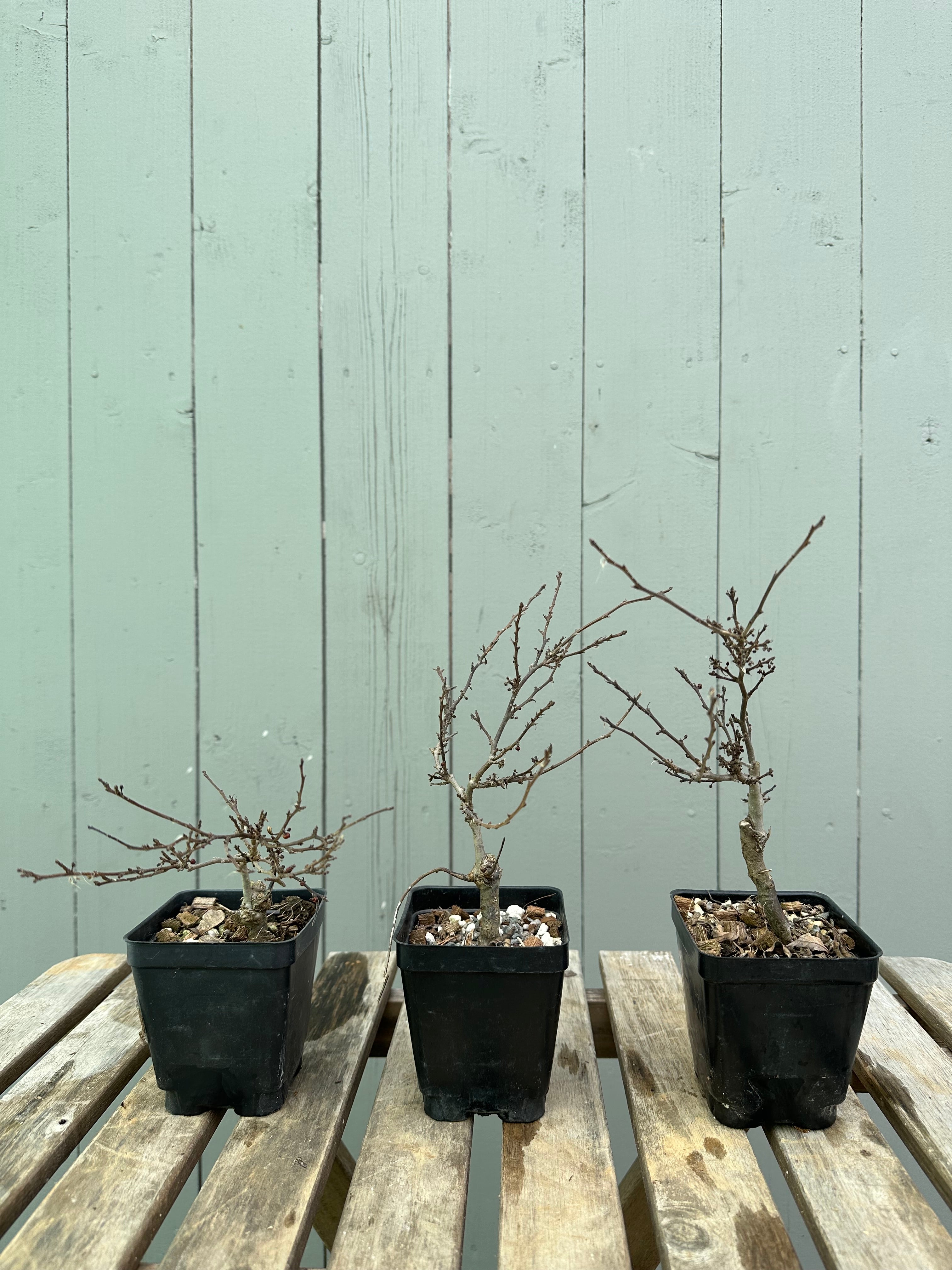 Winterberry 'Koshobai'