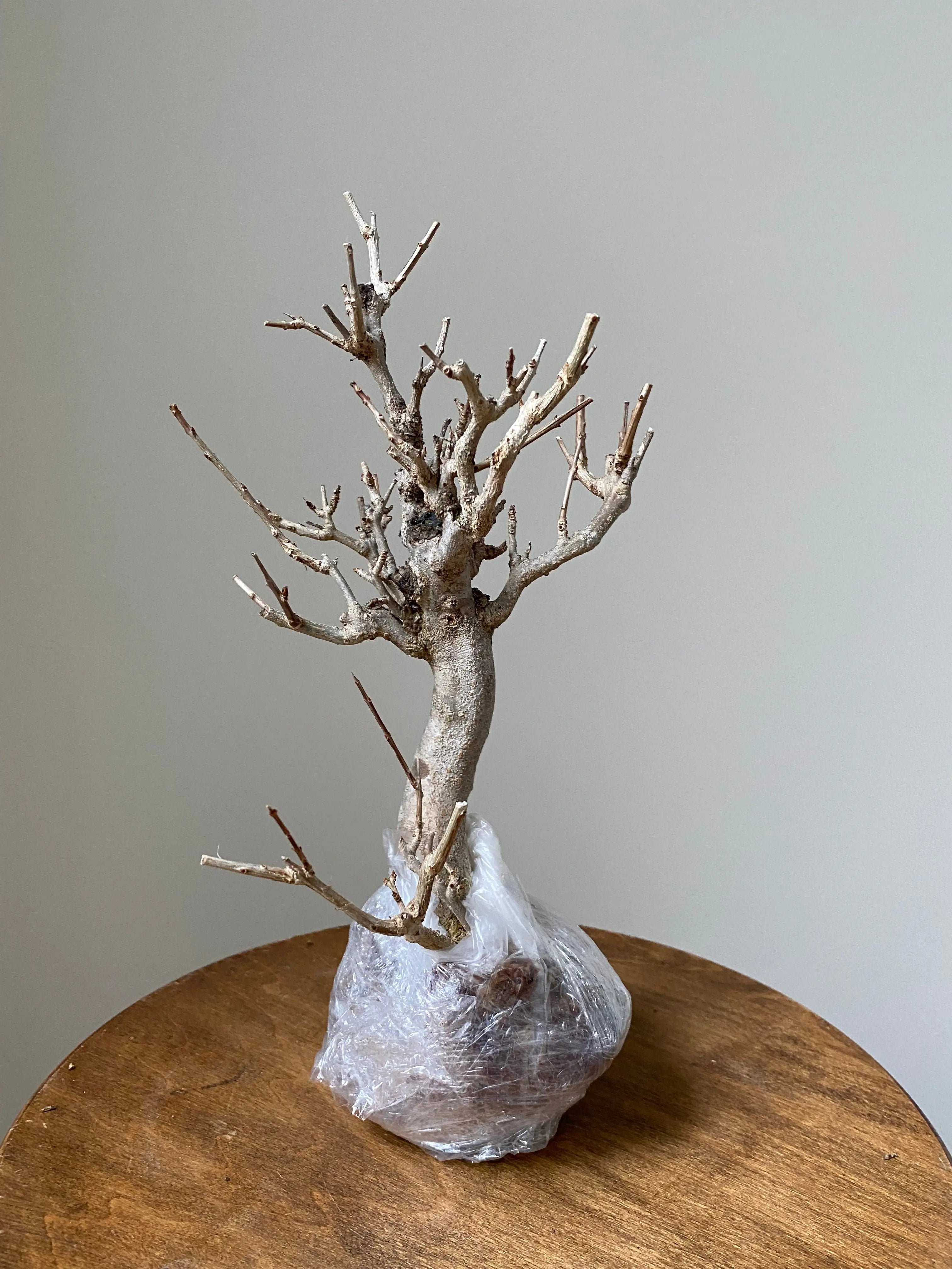 Pomegranate Neji-Kan Canada Bonsai