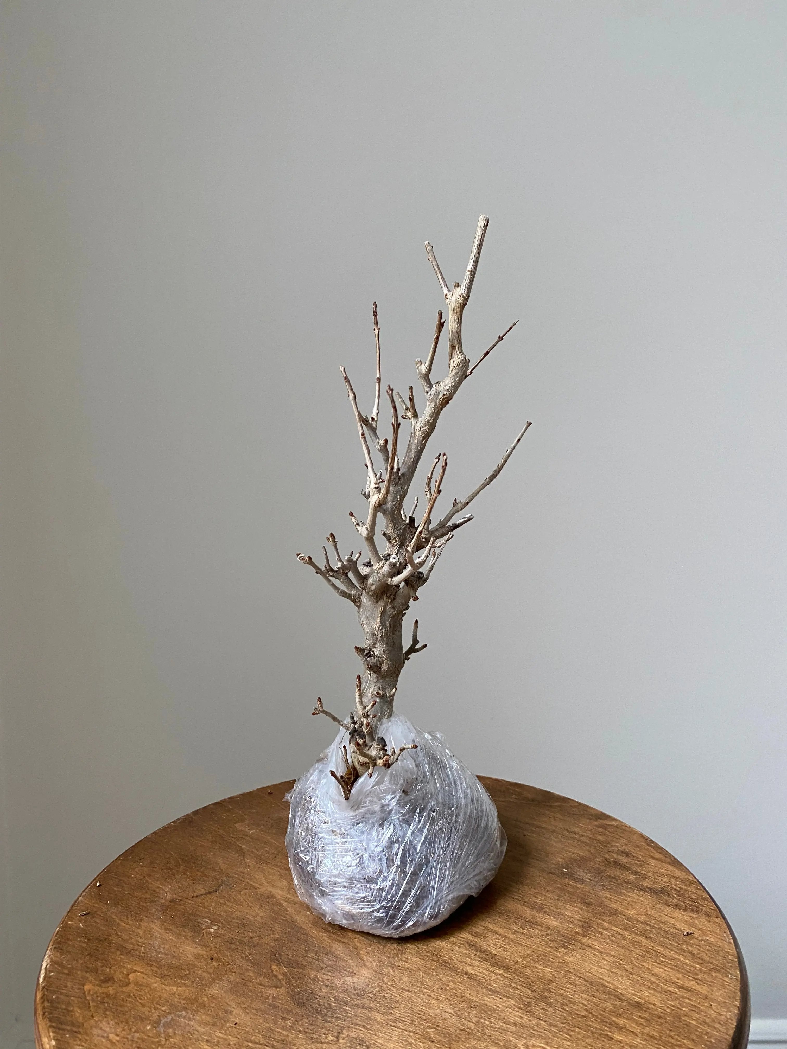 Pomegranate Neji-Kan Canada Bonsai