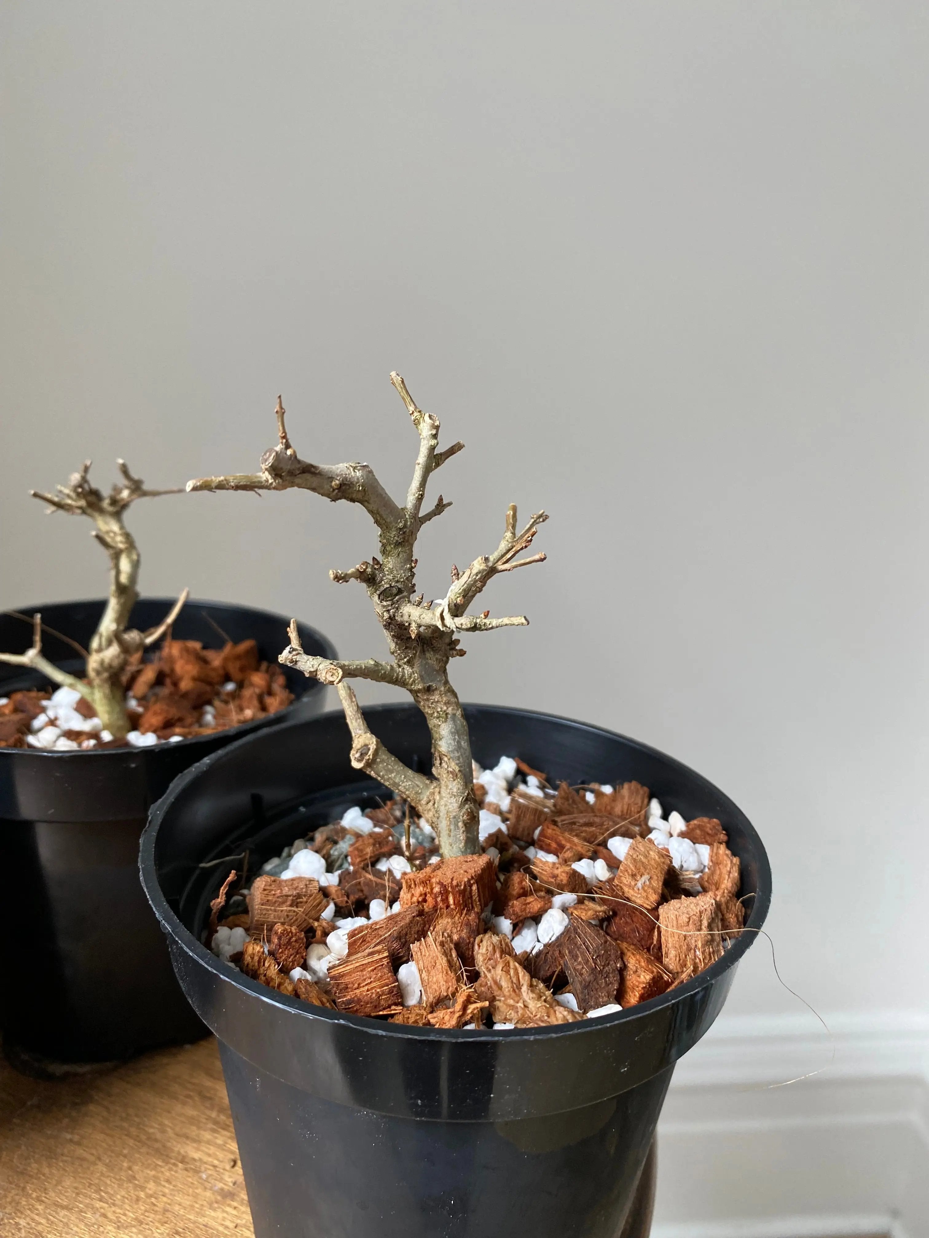 Pomegranate Neji-Kan Canada Bonsai