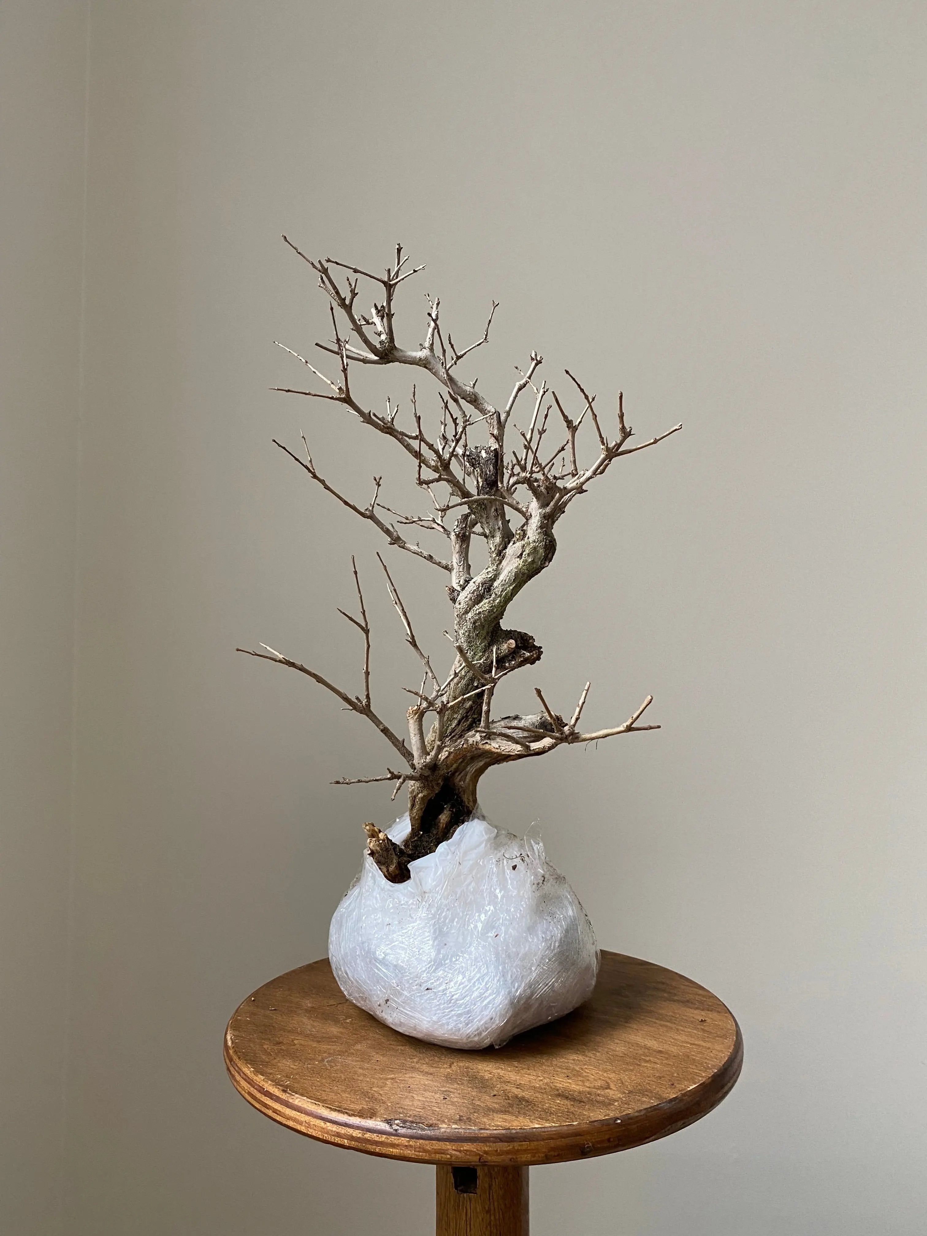 Pomegranate Neji-Kan Canada Bonsai