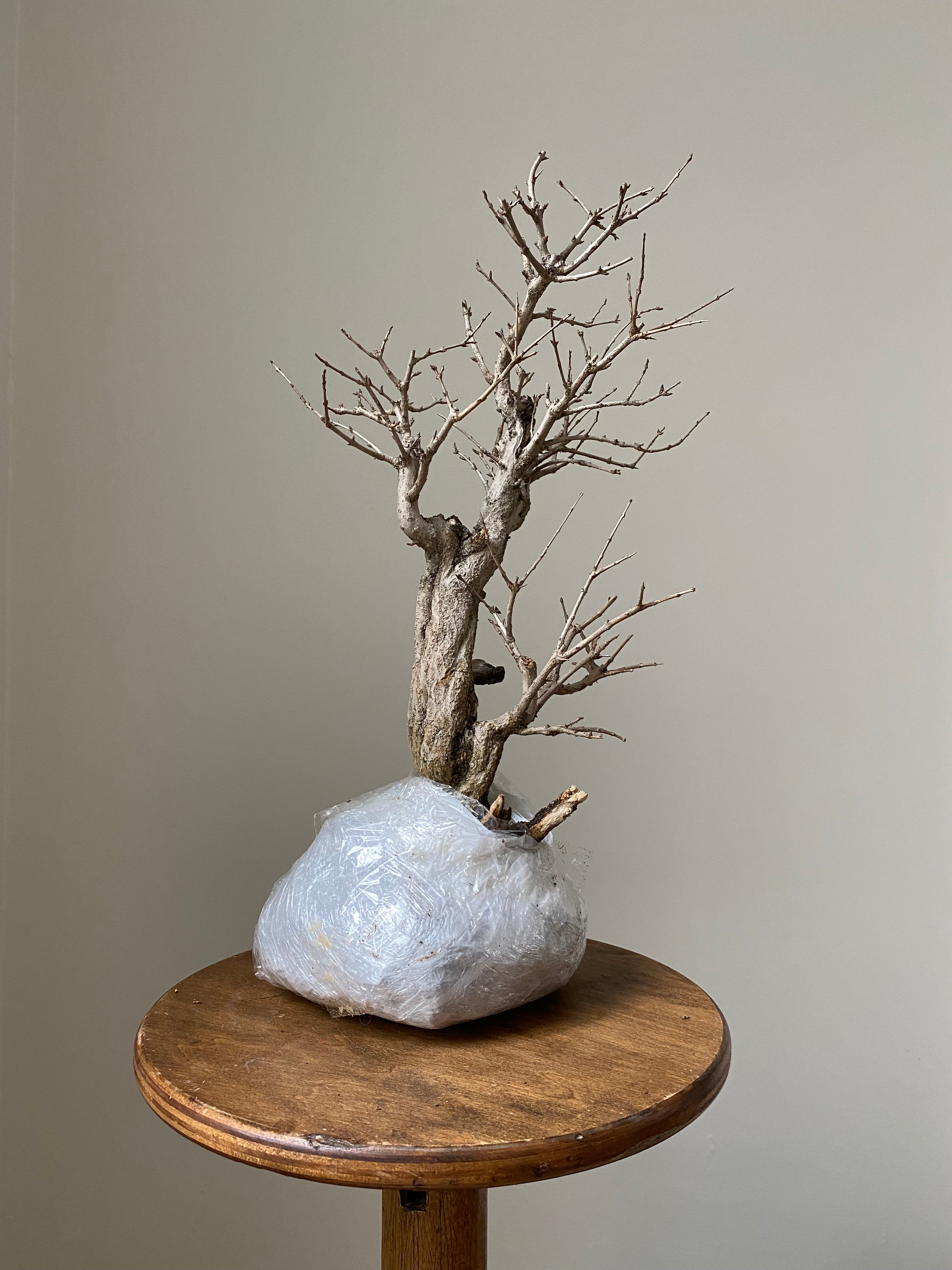 Pomegranate Neji-Kan