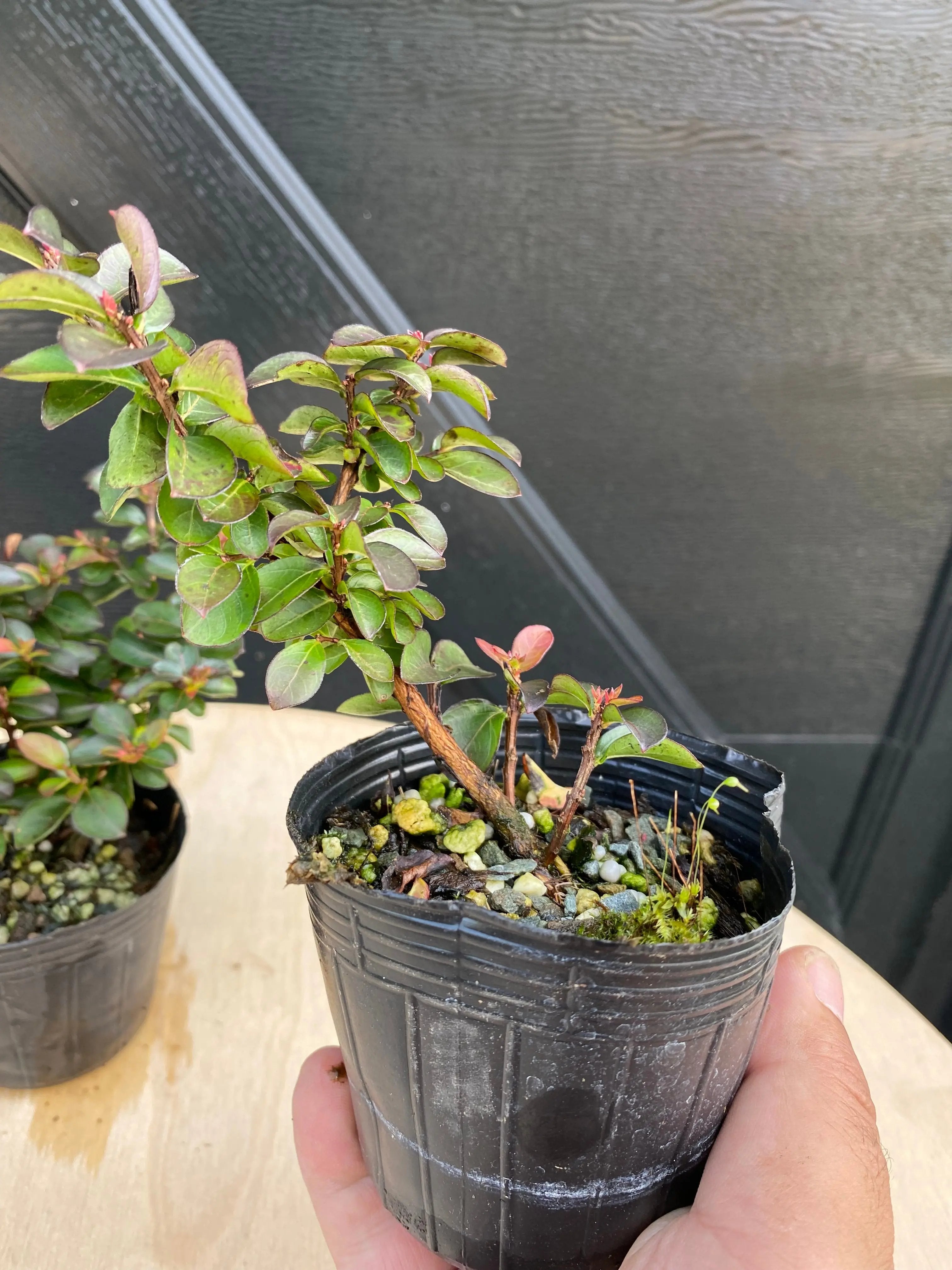 Crepe Myrtle (Dwarf) Canada Bonsai