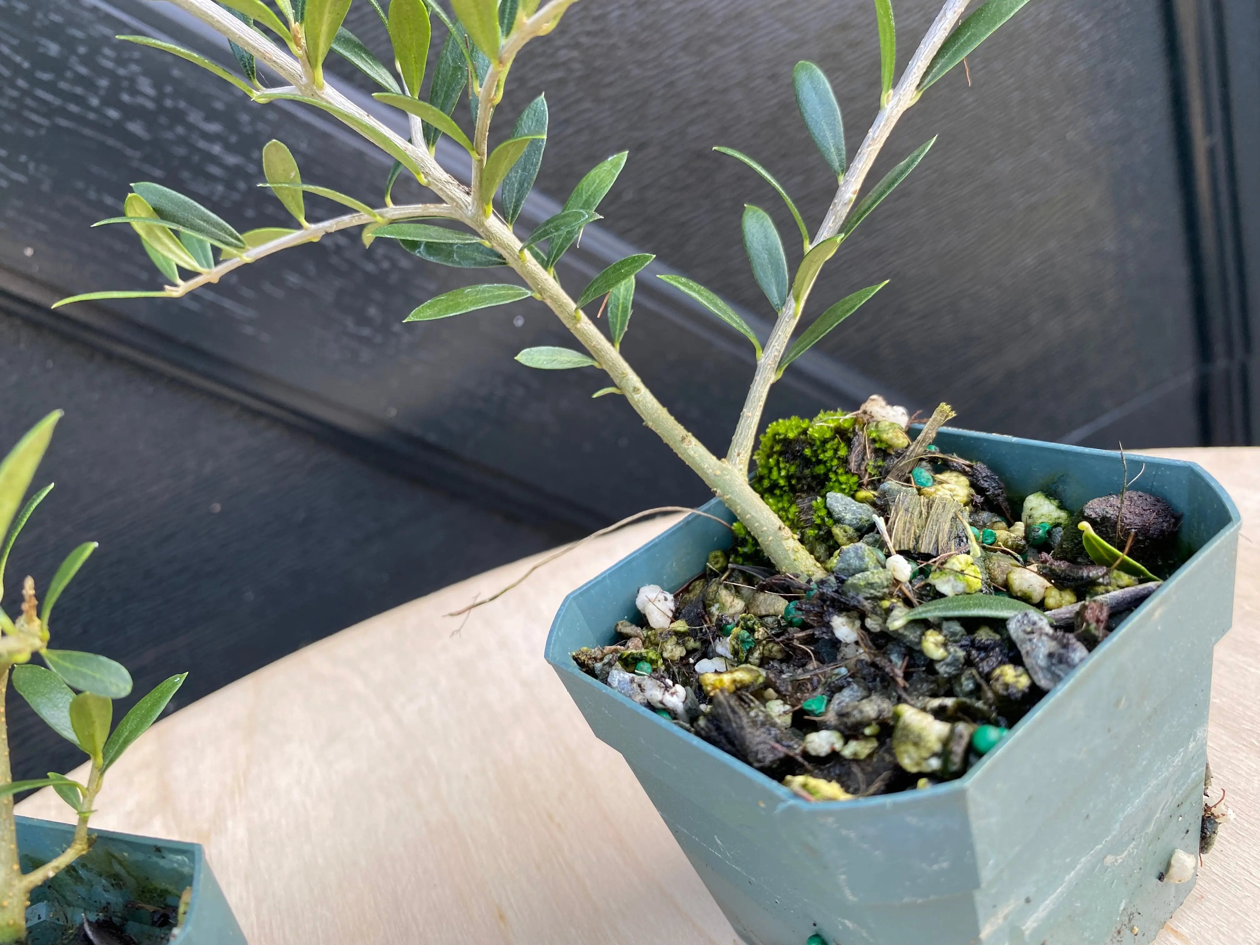 Olive Canada Bonsai