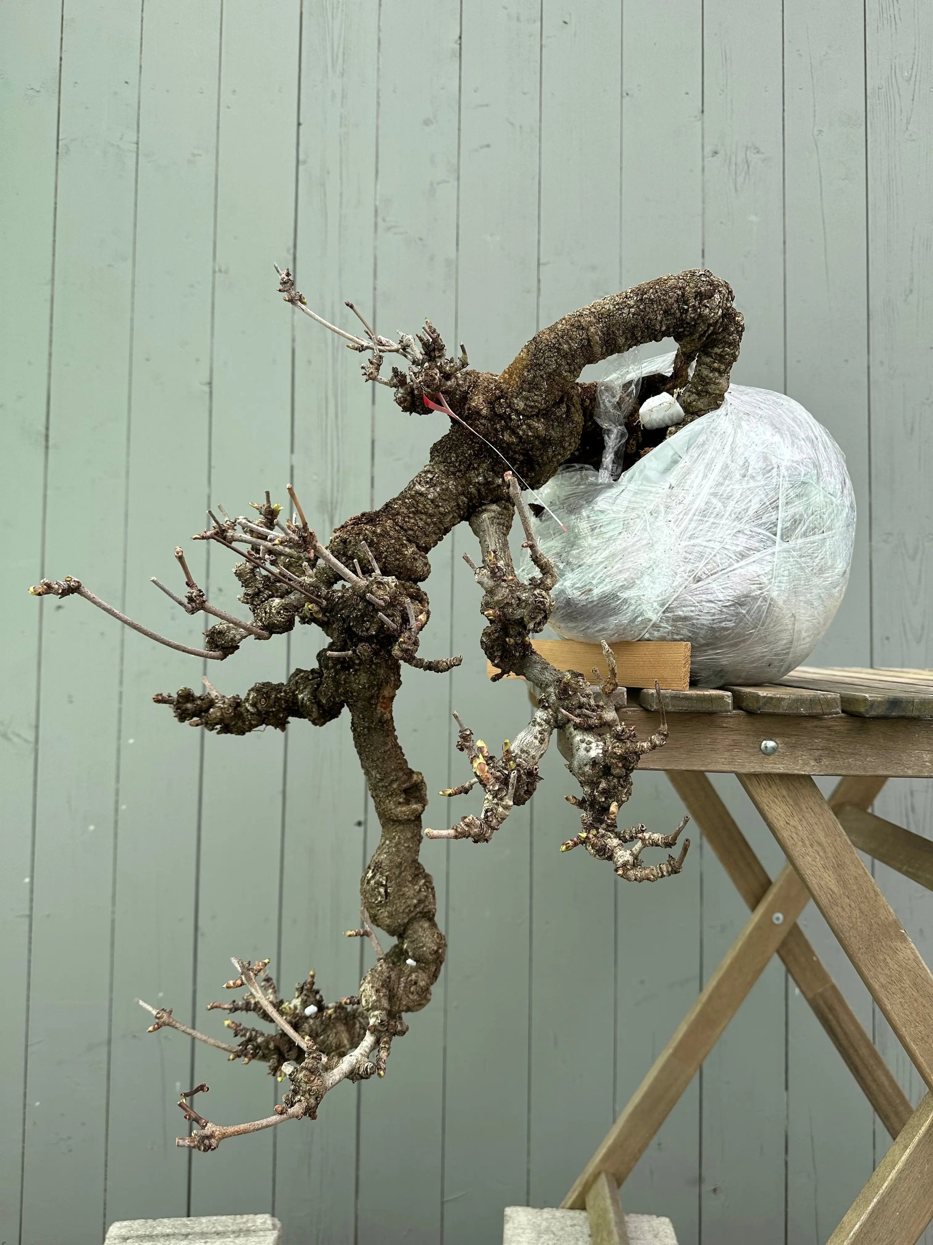 Akebia Canada Bonsai