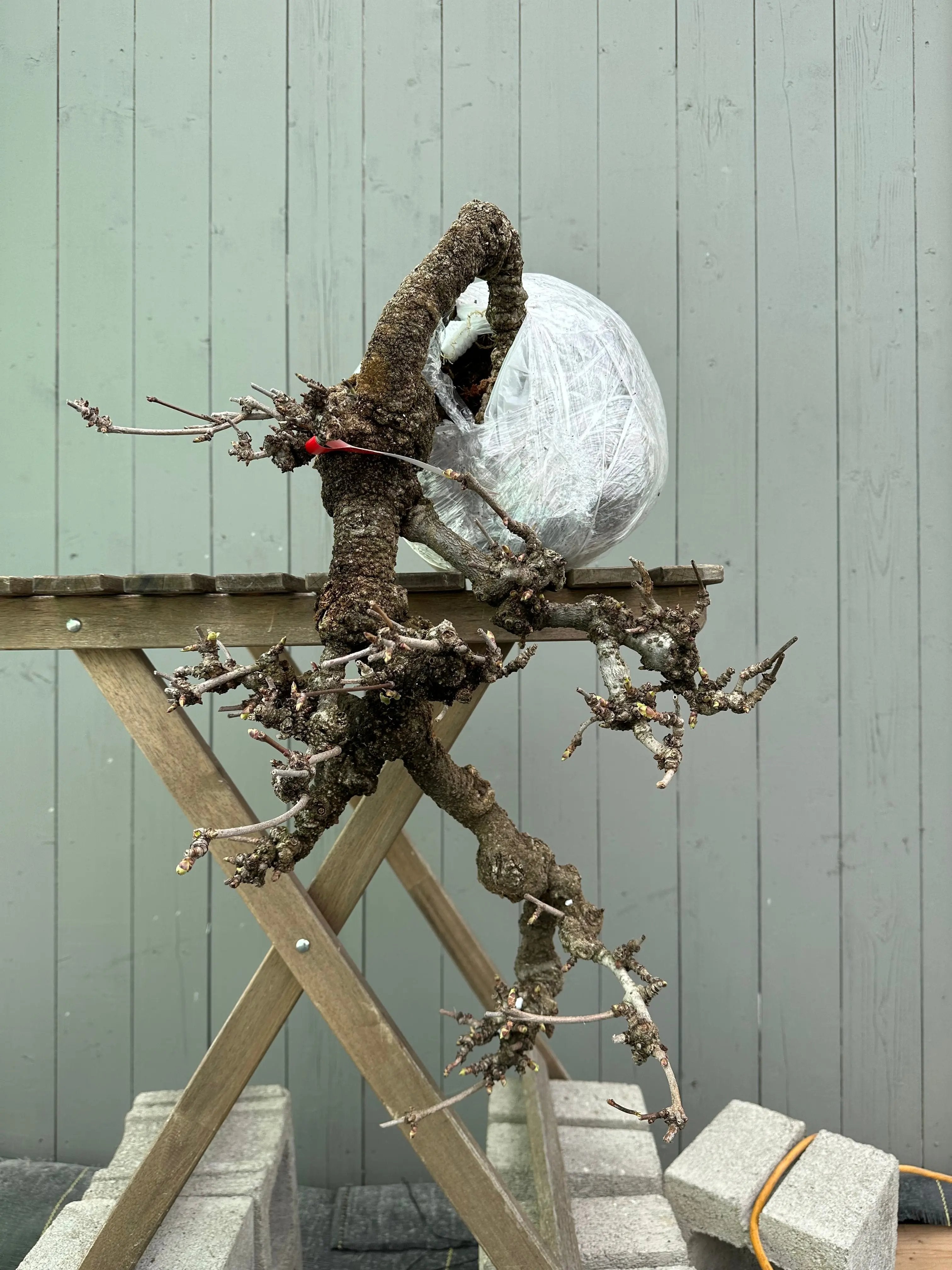 Akebia Canada Bonsai