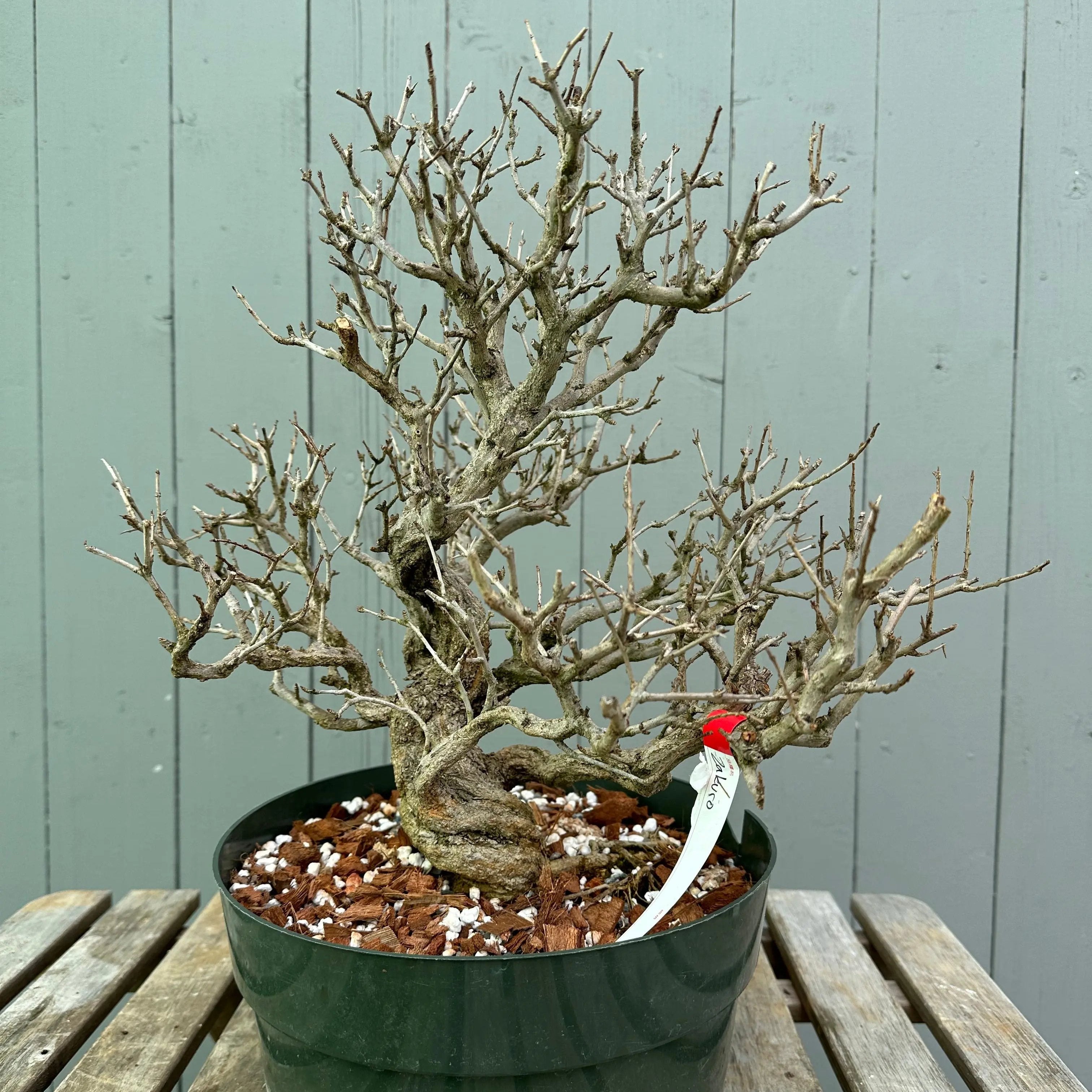 Pomegranate Neji-Kan Canada Bonsai