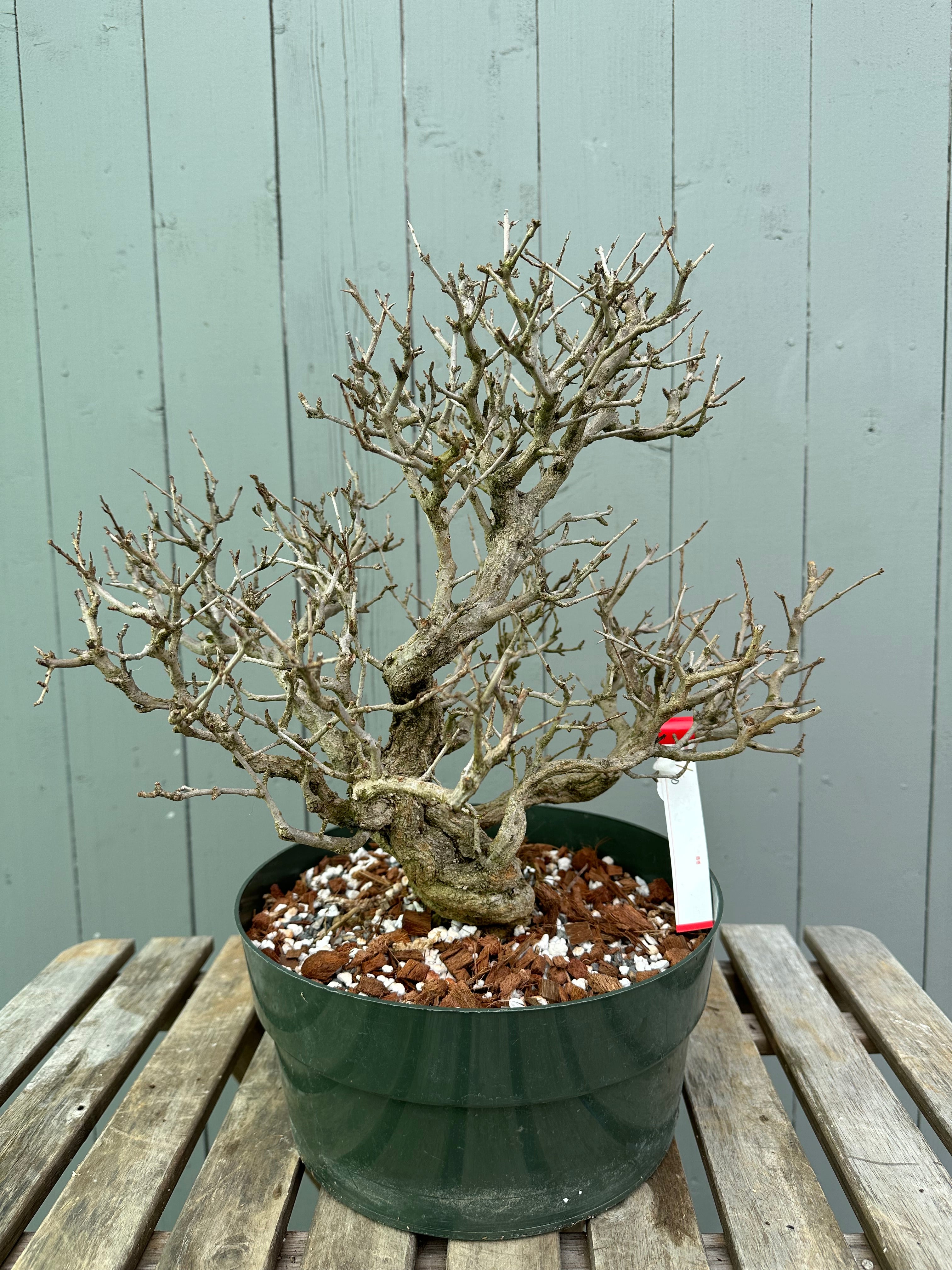 Pomegranate Neji-Kan