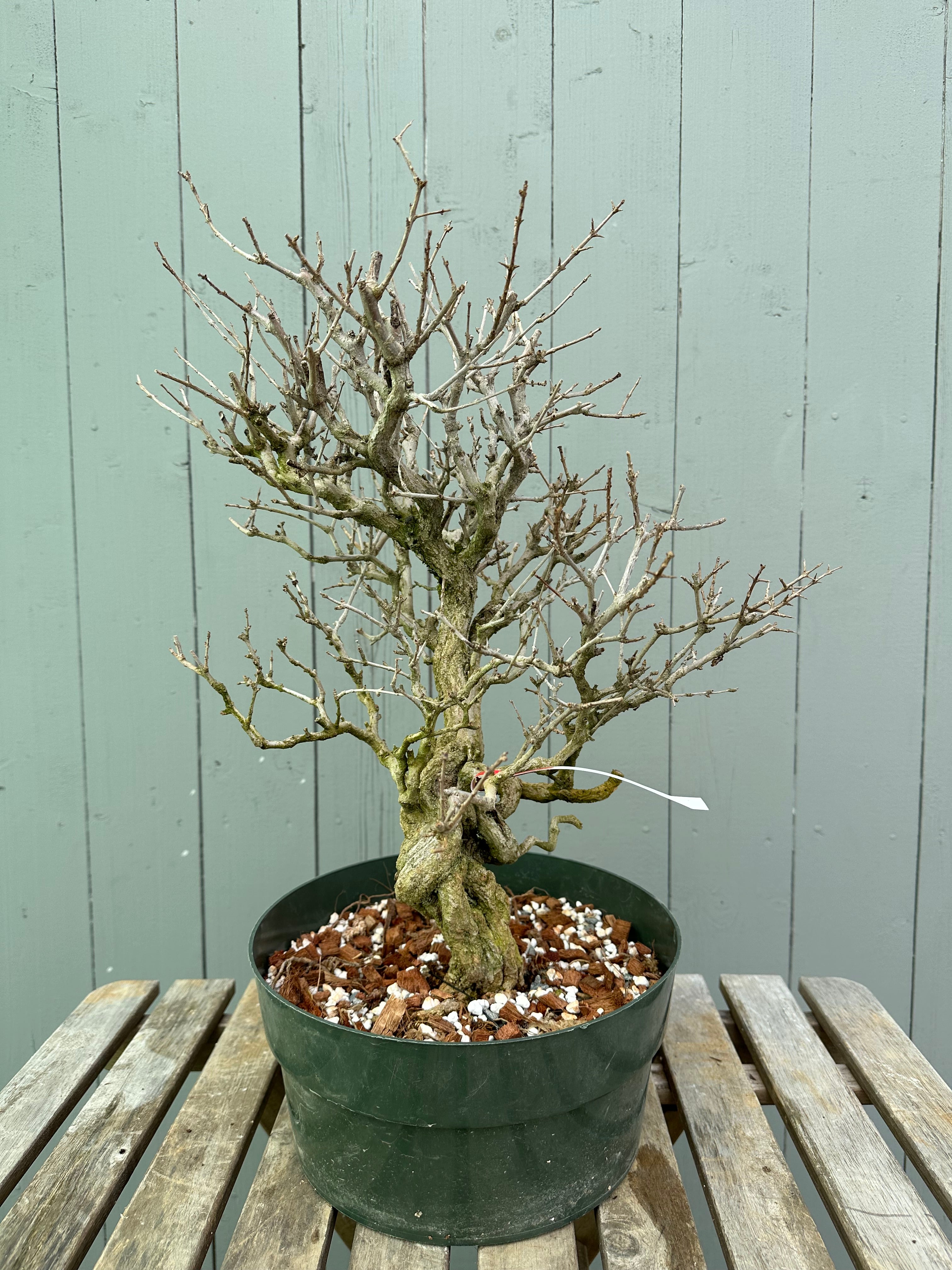 Pomegranate Neji-Kan