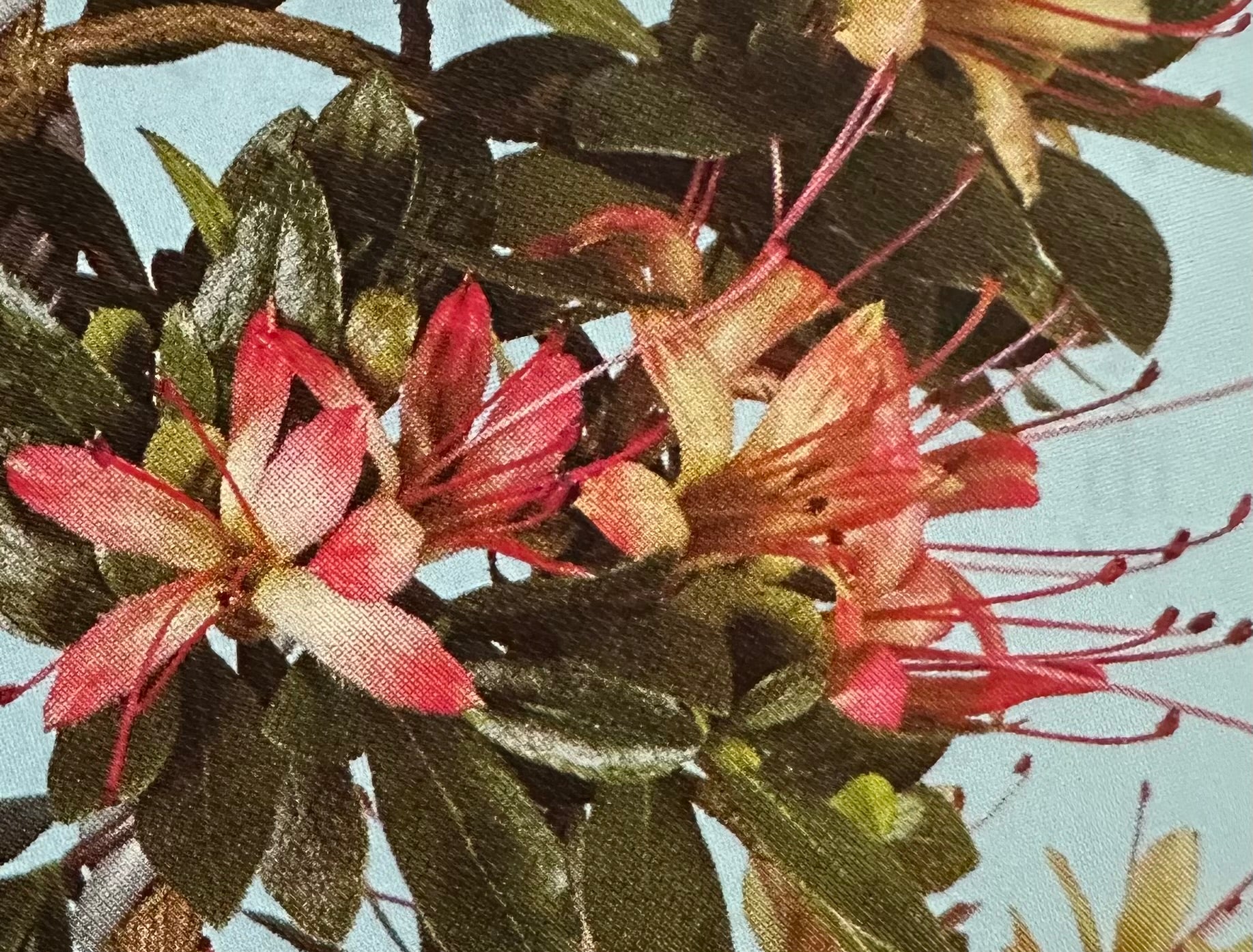 Satsuki 'Akasenbazuru'