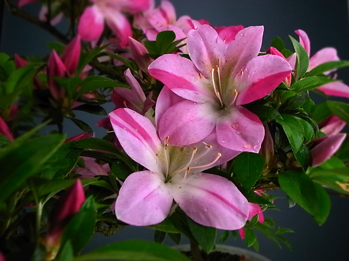 Satsuki 'Asuka-no-Homare'