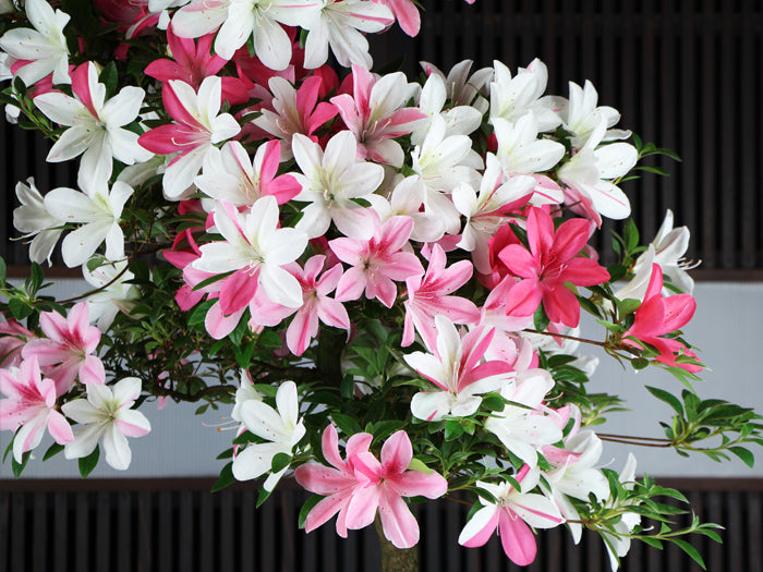 Satsuki 'Asukanishiki'