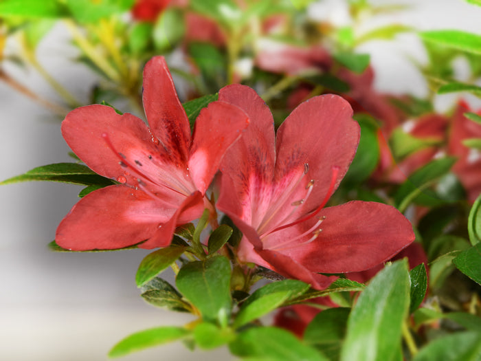 Satsuki 'Kokuko-no-tsuki'