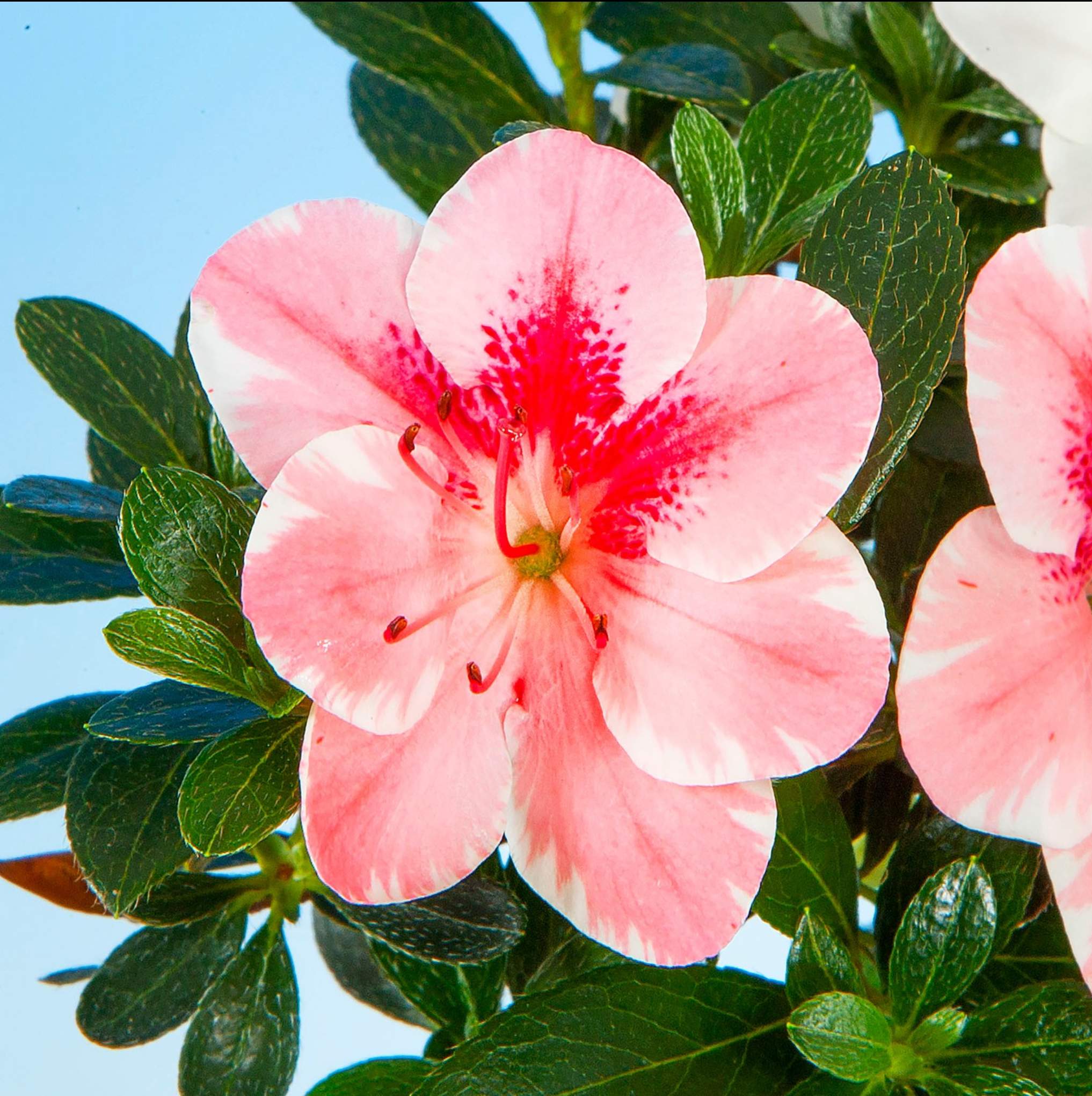 Satsuki 'Shiroihanakazari'