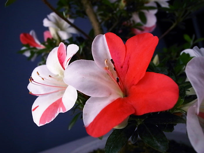 Satsuki 'Hanakurenai'