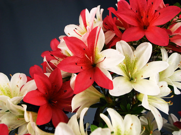 Satsuki 'Hanatsuzuri'