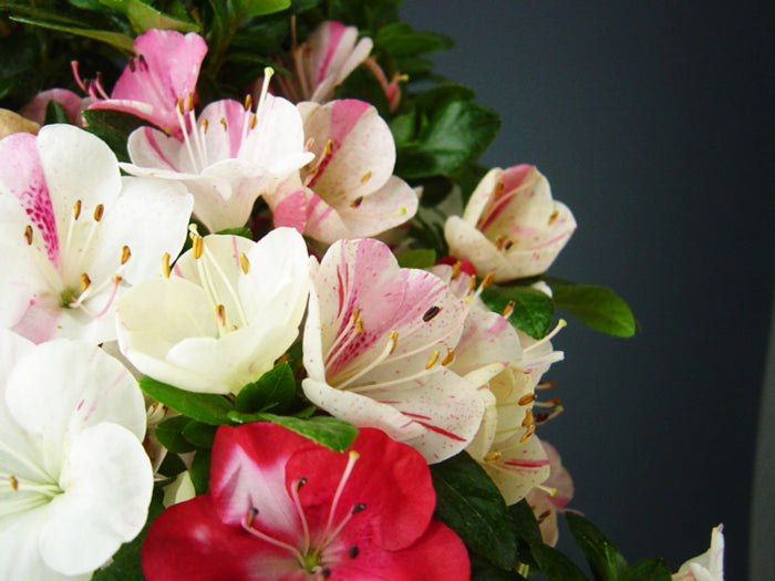 Satsuki 'Hibainishiki'