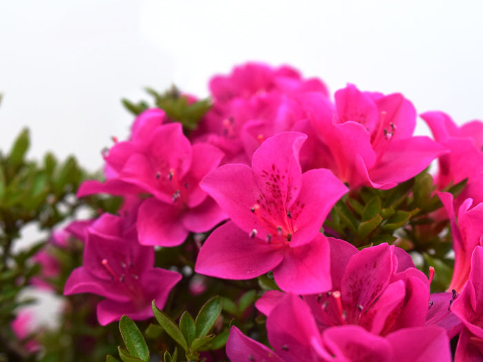 Satsuki 'Hoshi-no-Kagayaki'