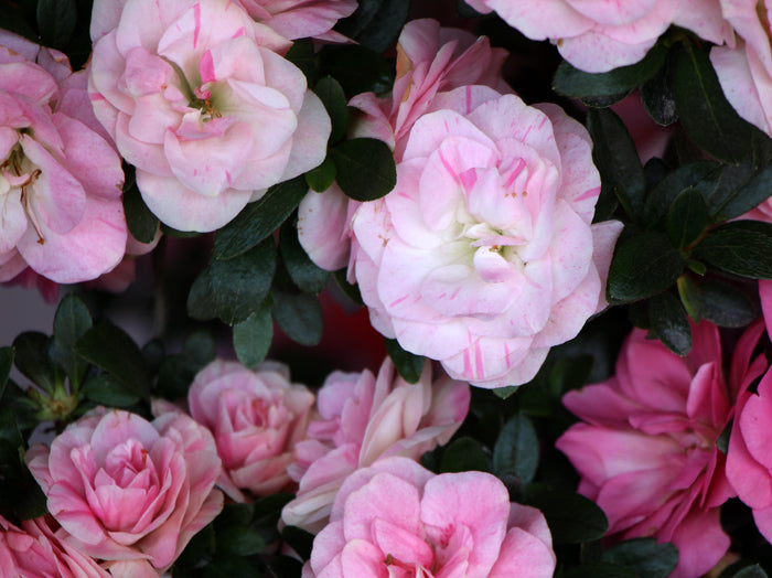 Satsuki 'Kinu-no-mai'