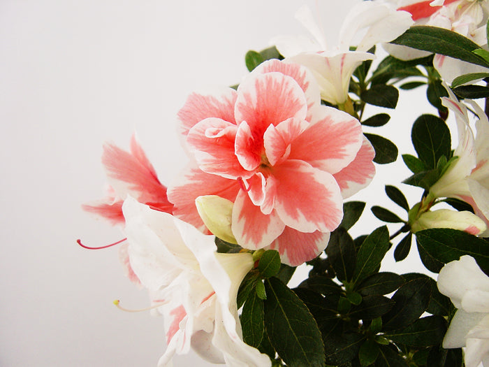 Satsuki 'Koto-no-mai'