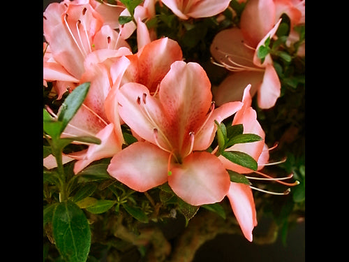 Satsuki 'Yata-no-kagami'