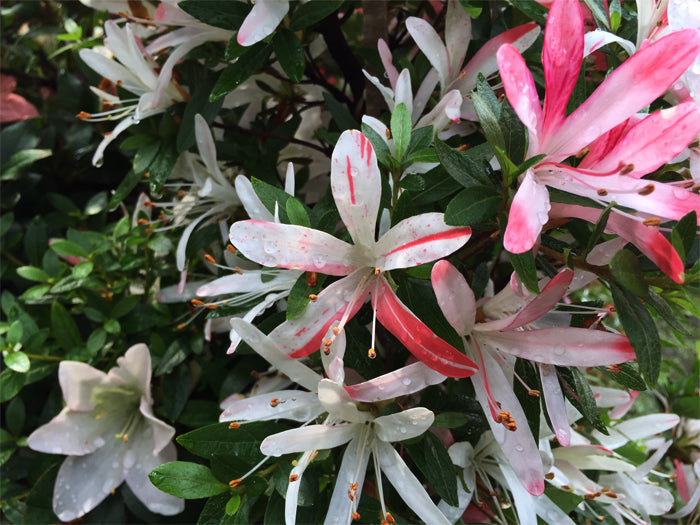 Satsuki 'Yumehanabi'