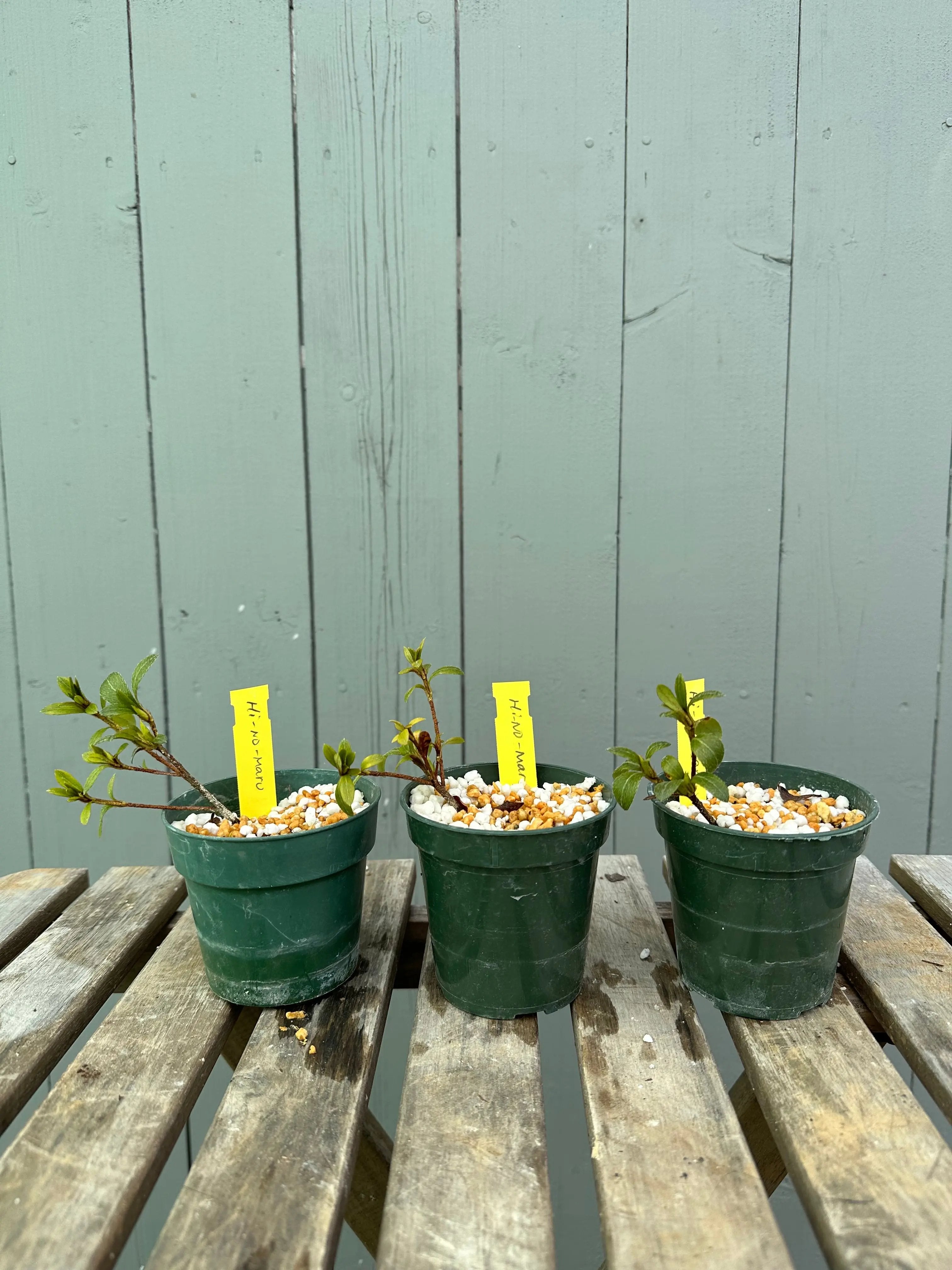 Satsuki Azalea 'Hi No Maru' Canada Bonsai