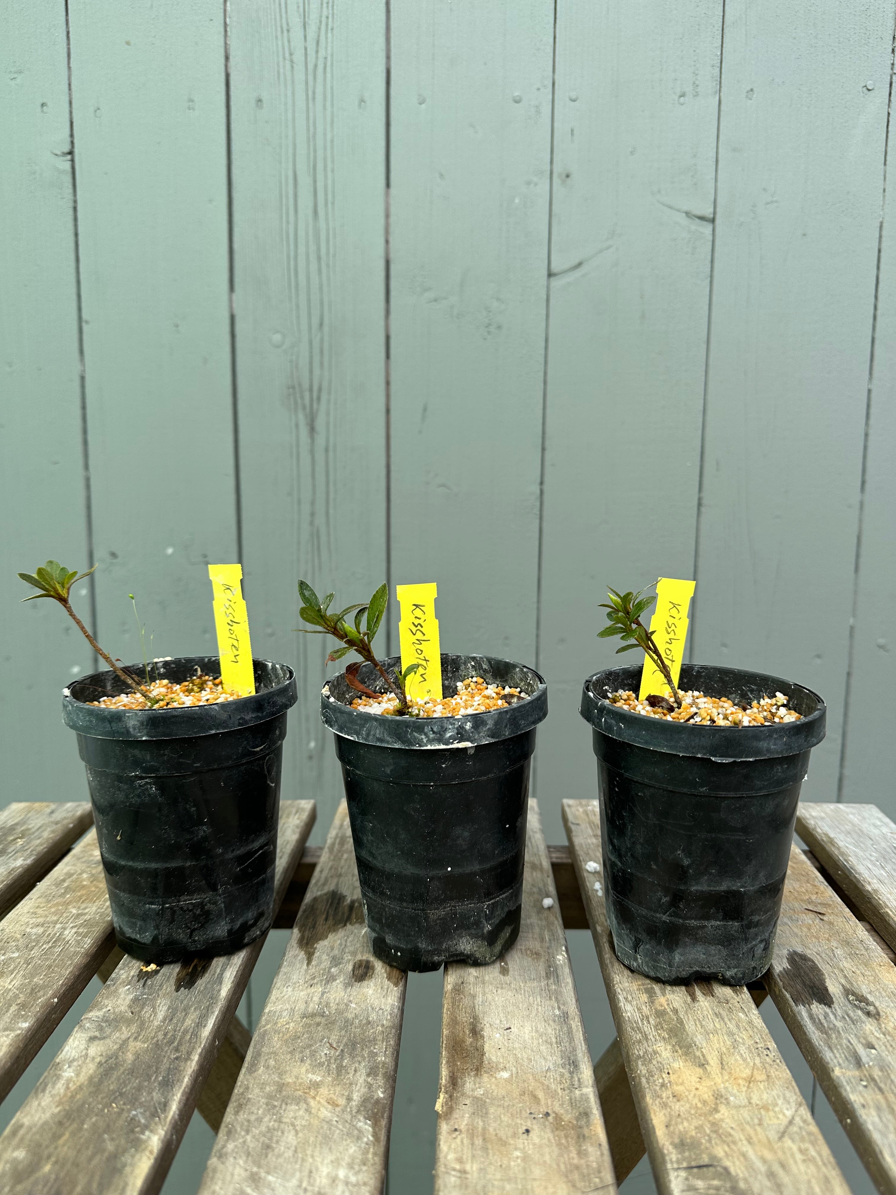 Satsuki Azalea 'Kisshoten'