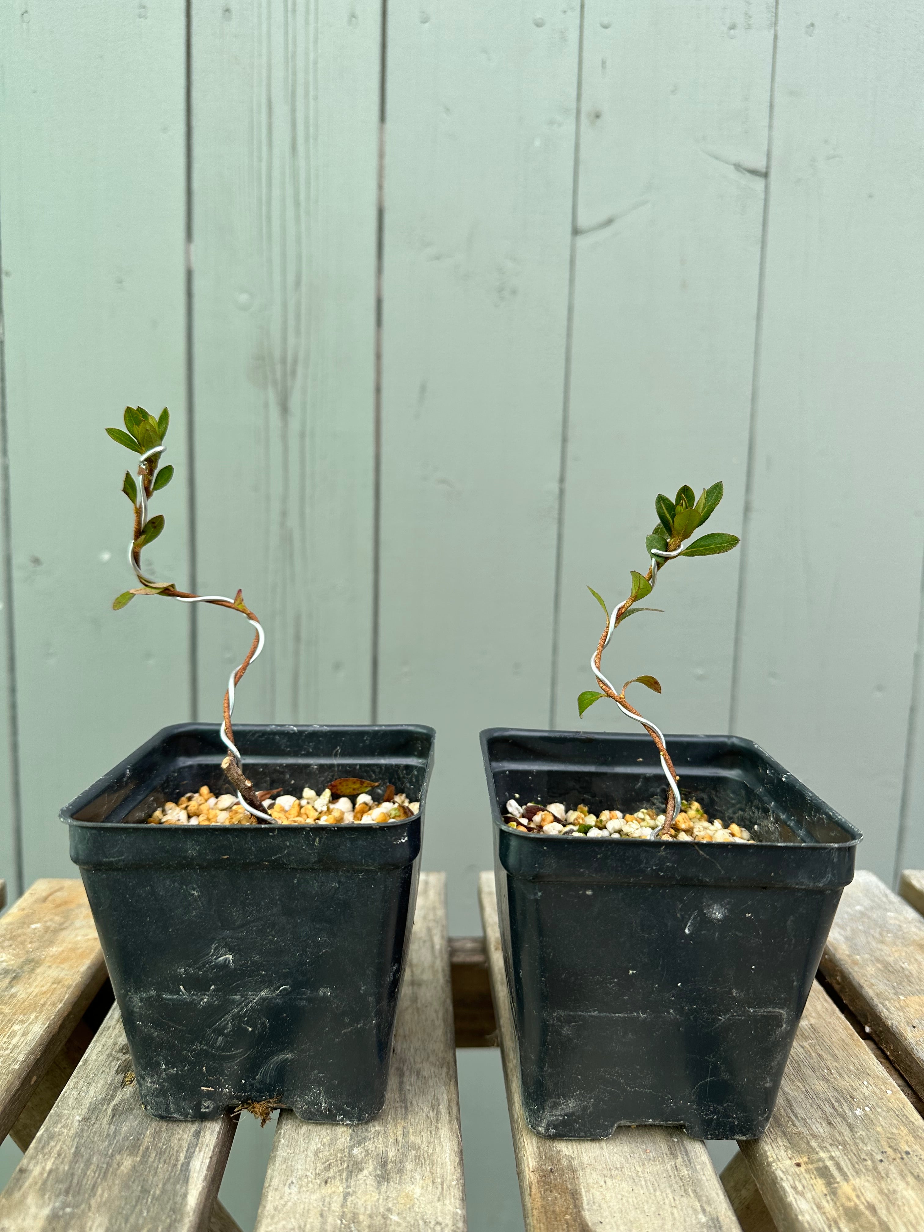 Satsuki Azalea 'Yves' Murasaki'