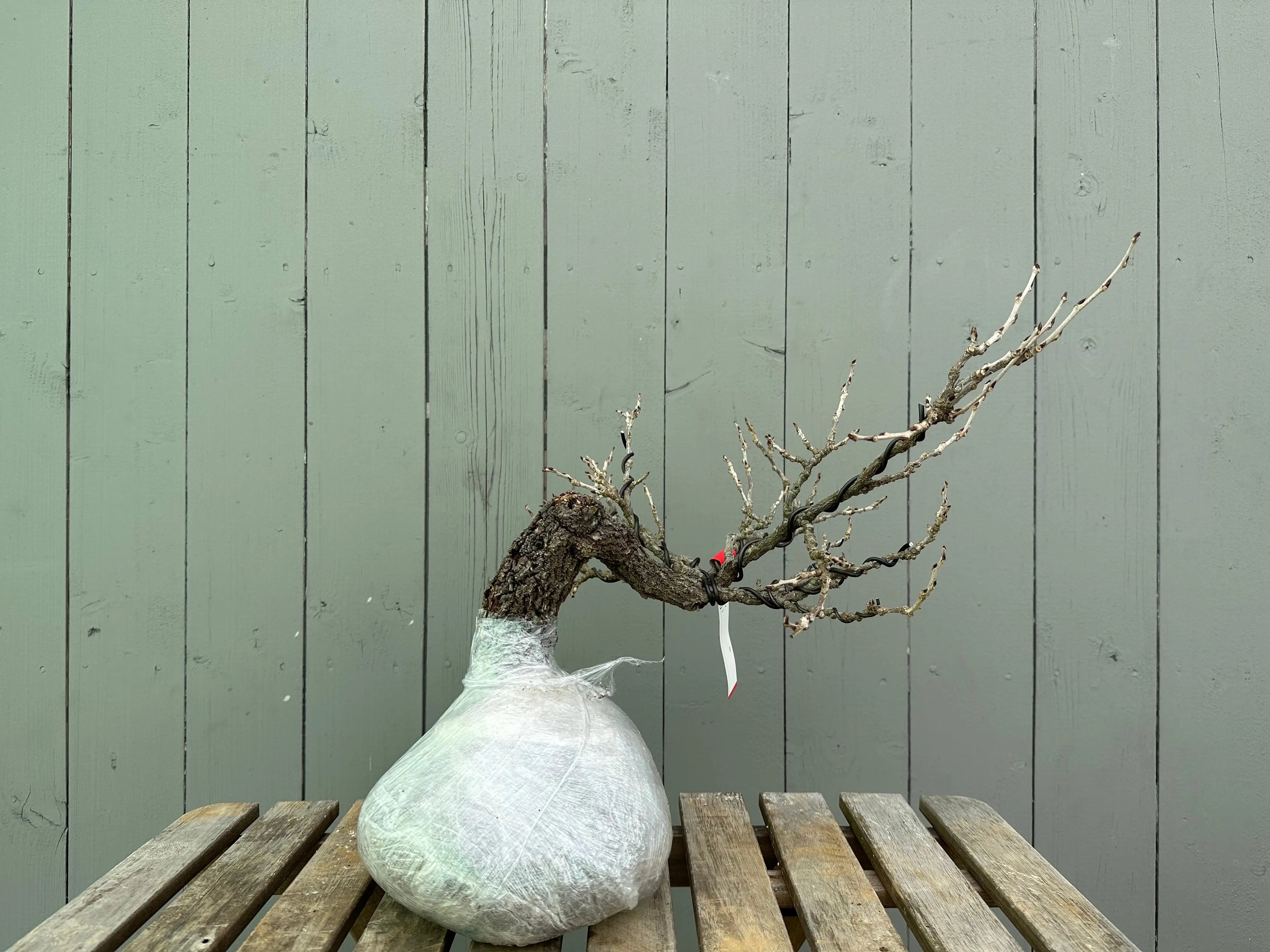 Wisteria floribunda Canada Bonsai