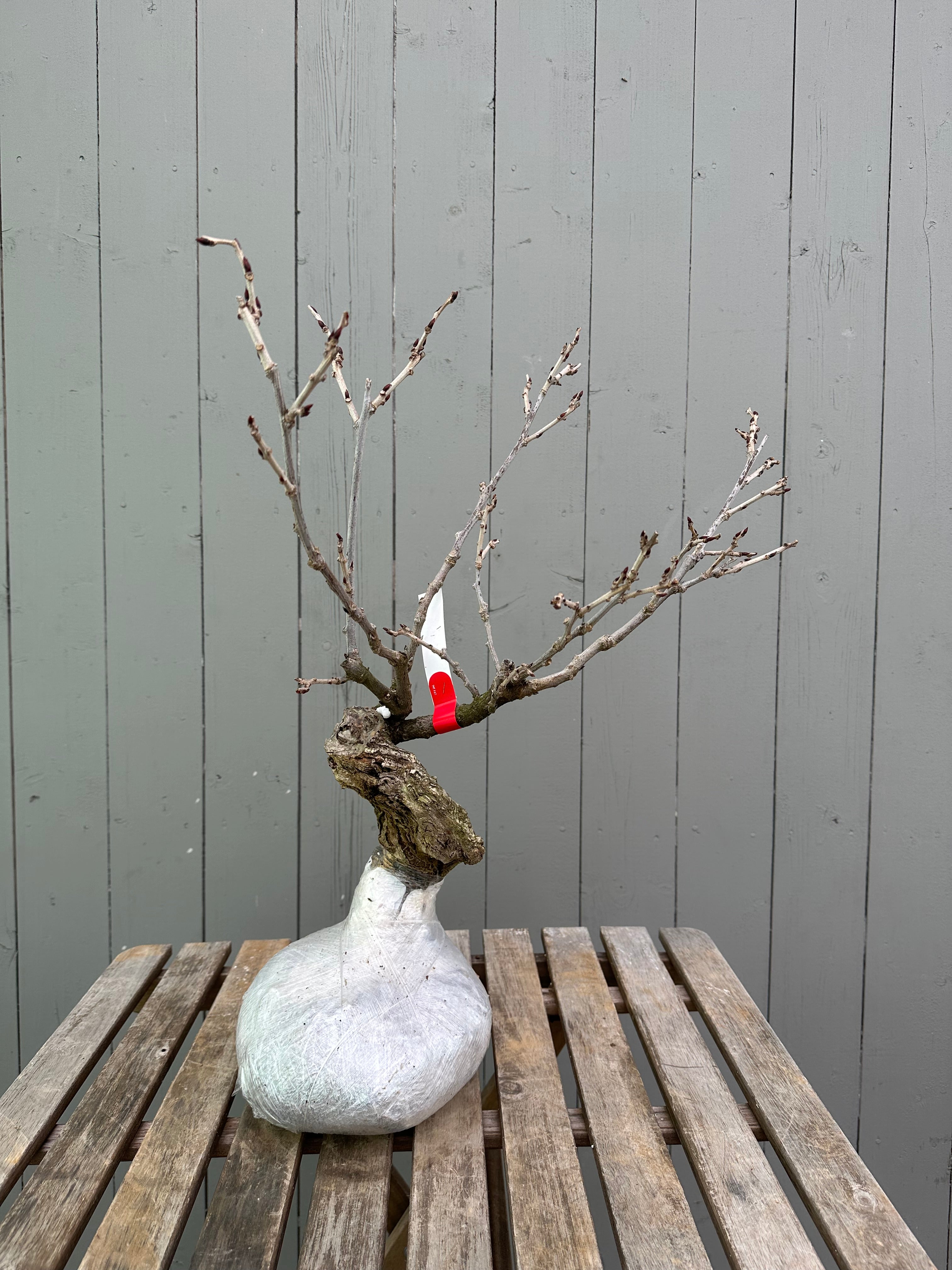 Wisteria floribunda (white)