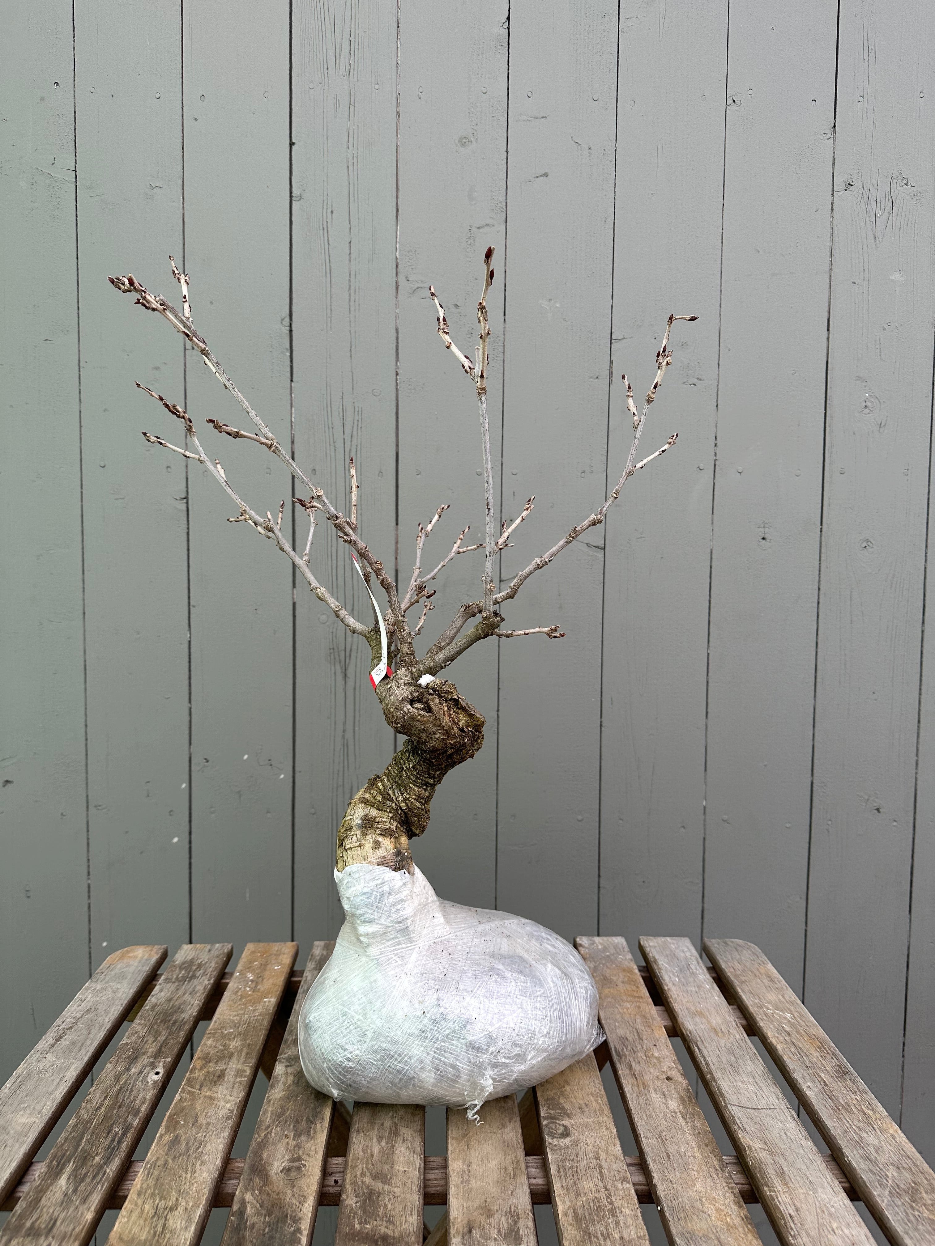 Wisteria floribunda (white)