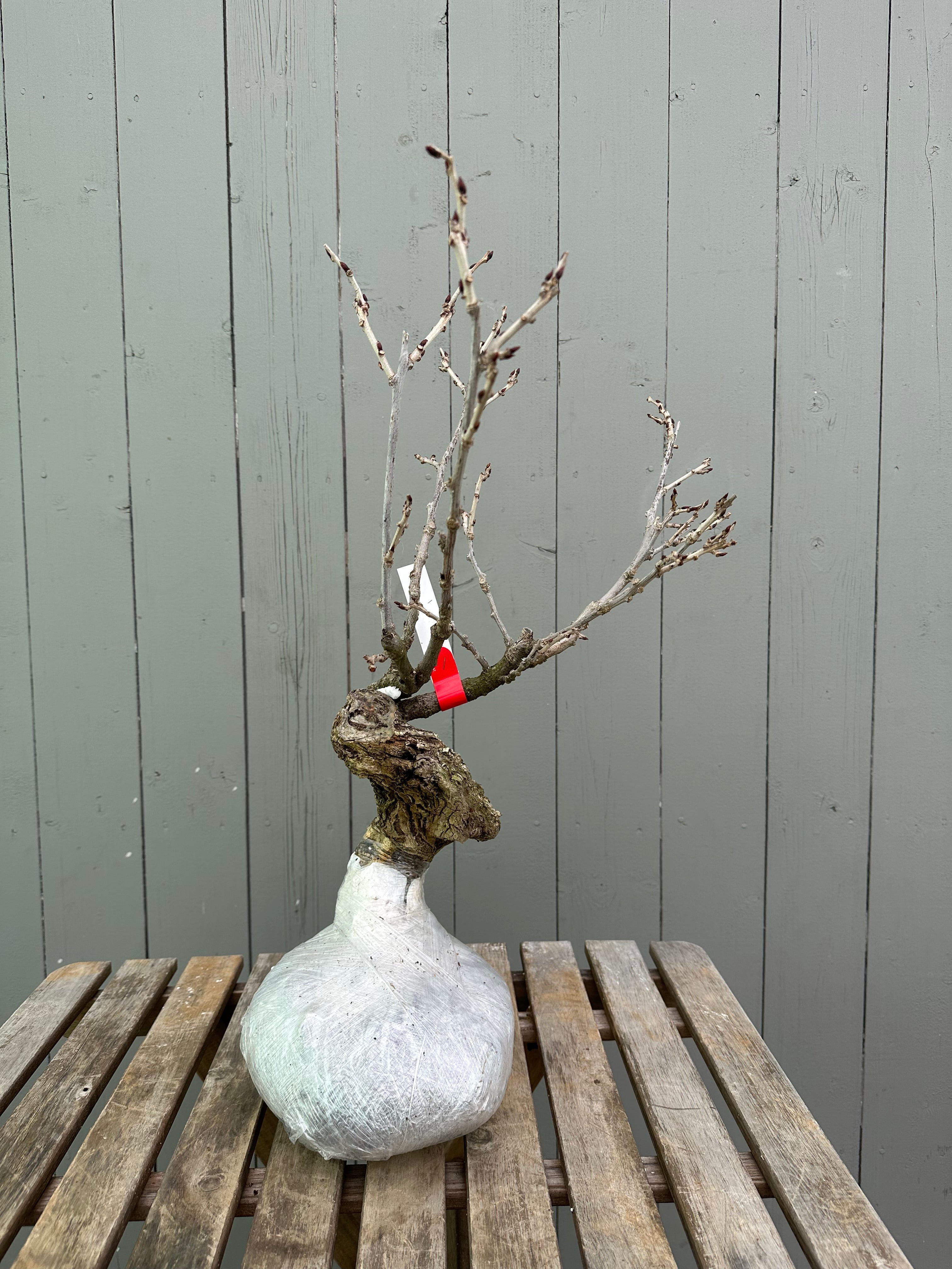 Wisteria floribunda (white)