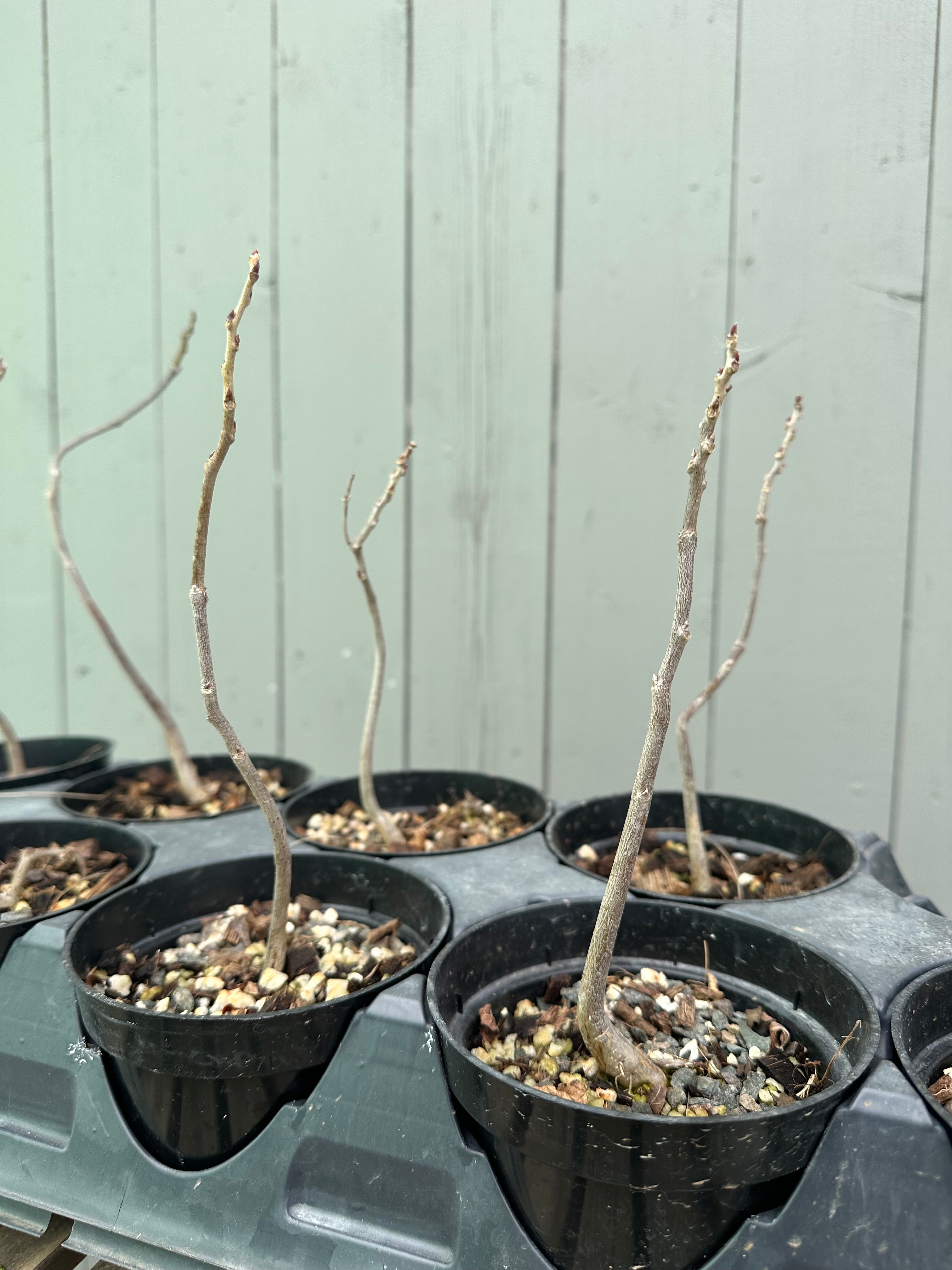 Wisteria F. (seedling)