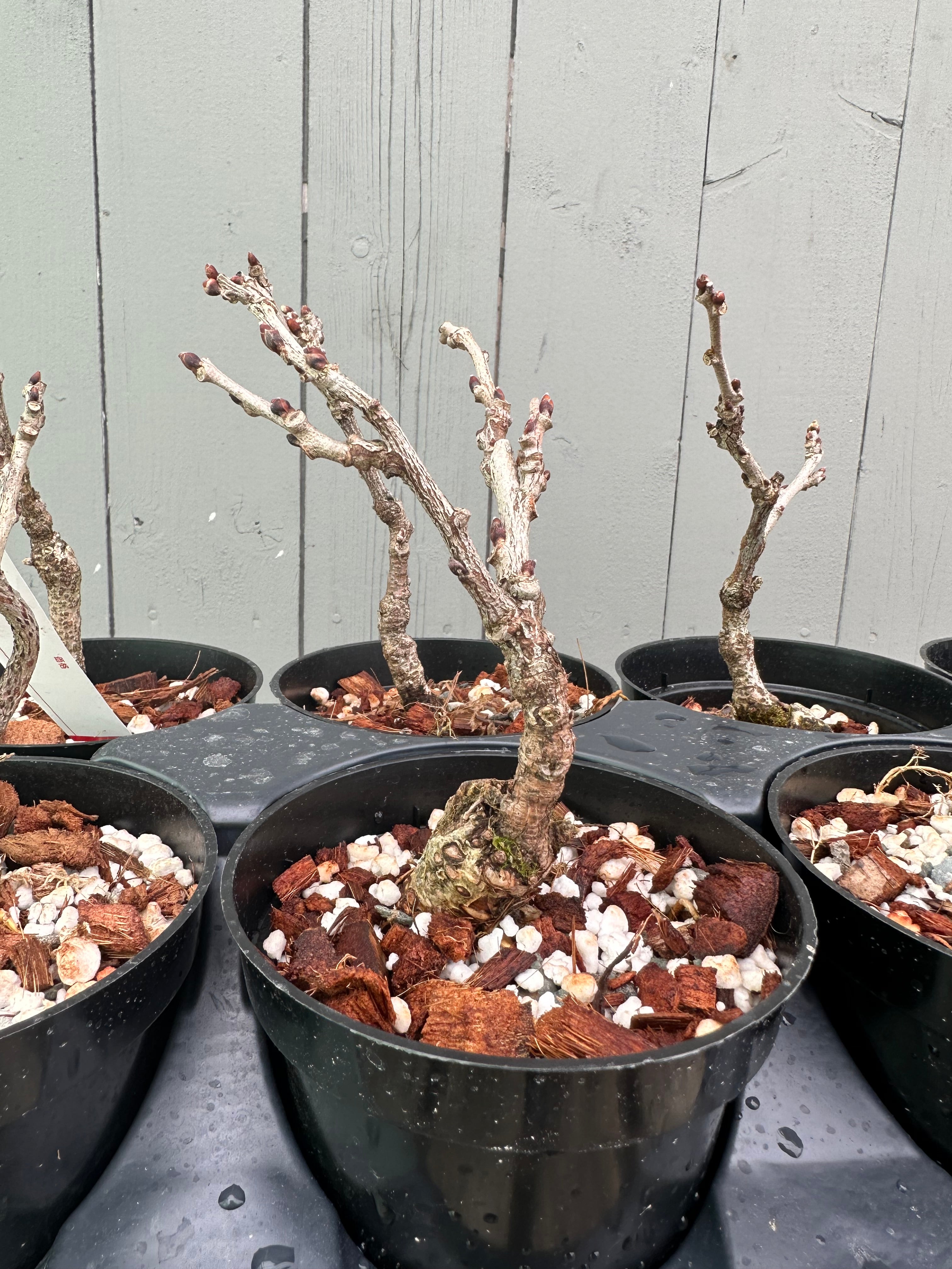 Wisteria F. (grafted)