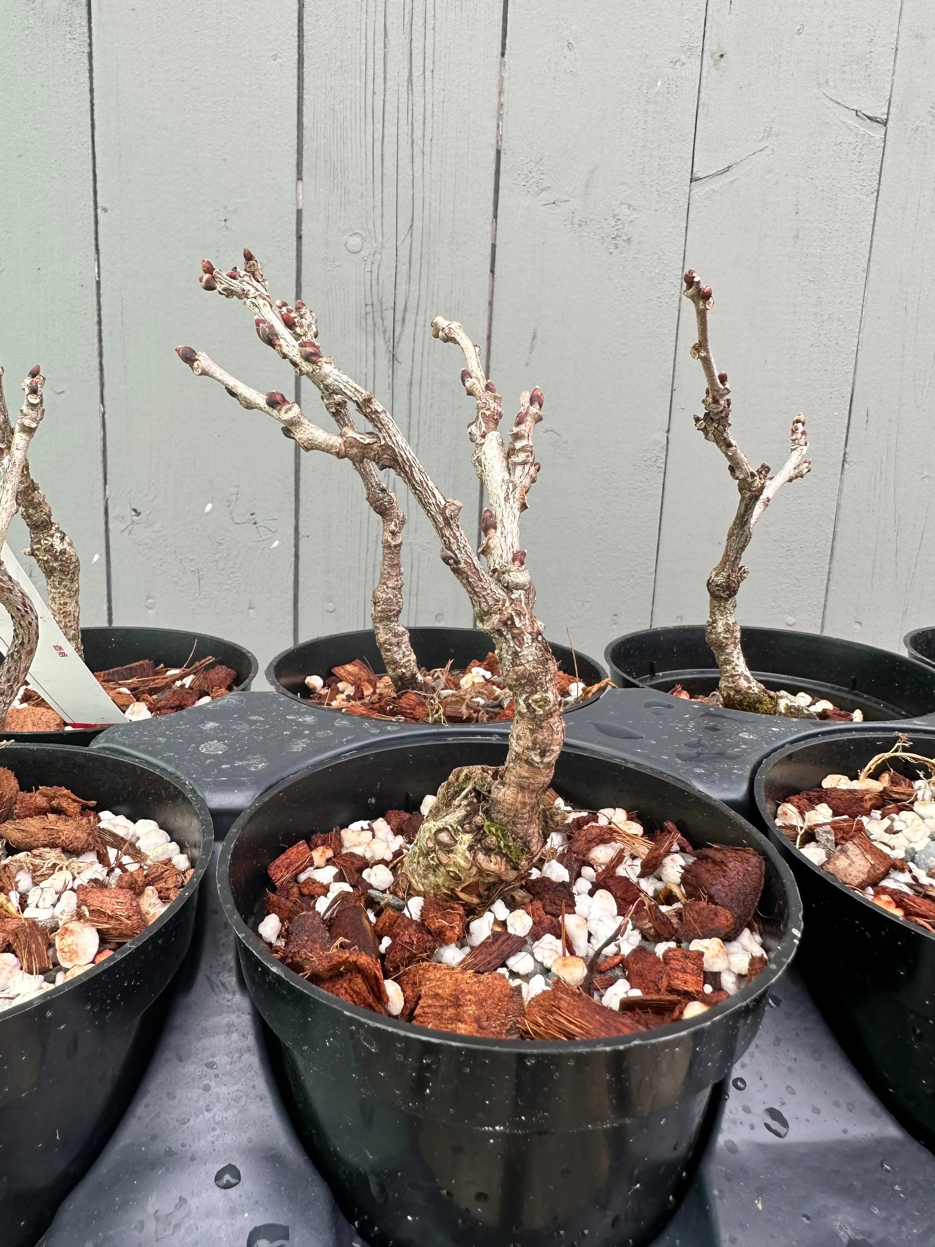 Wisteria F. (grafted) Canada Bonsai