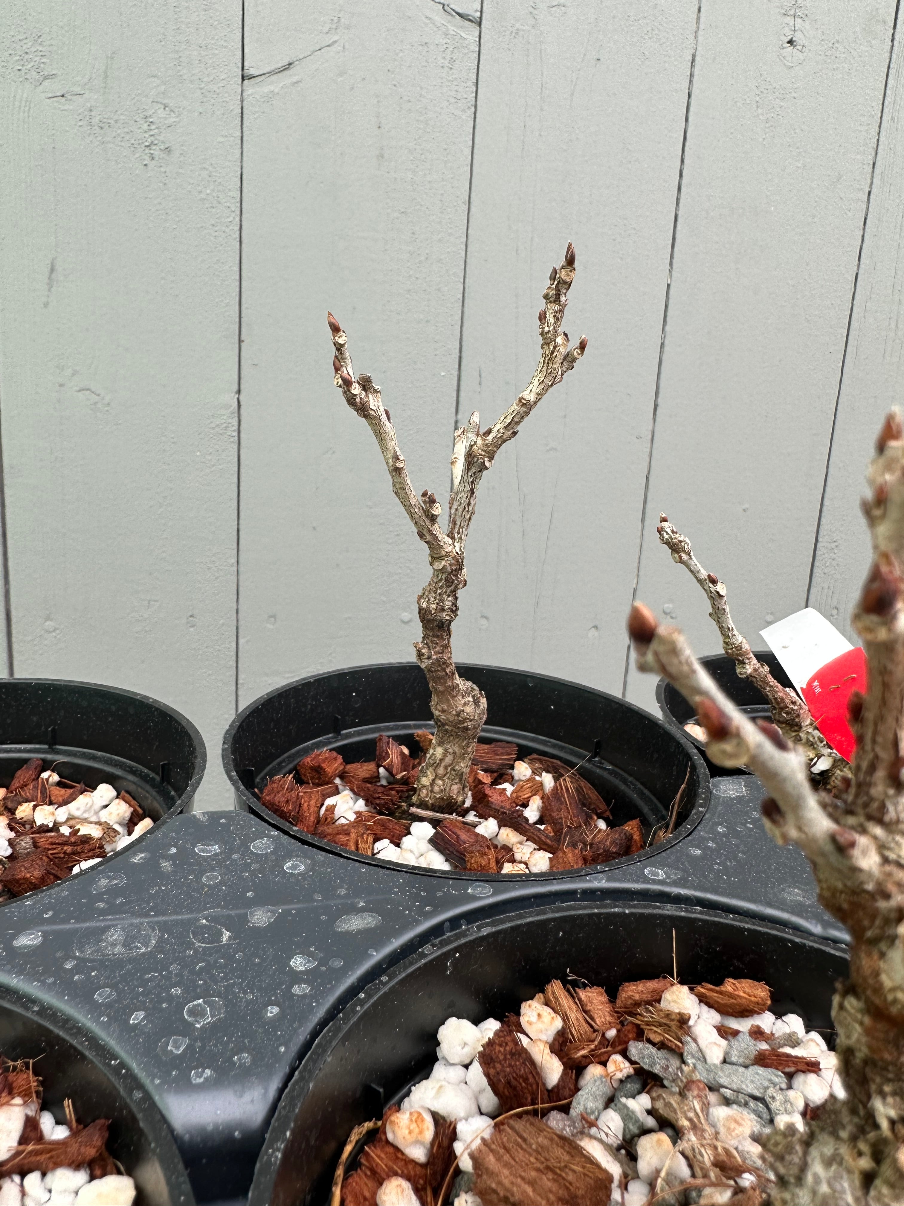 Wisteria F. (grafted)