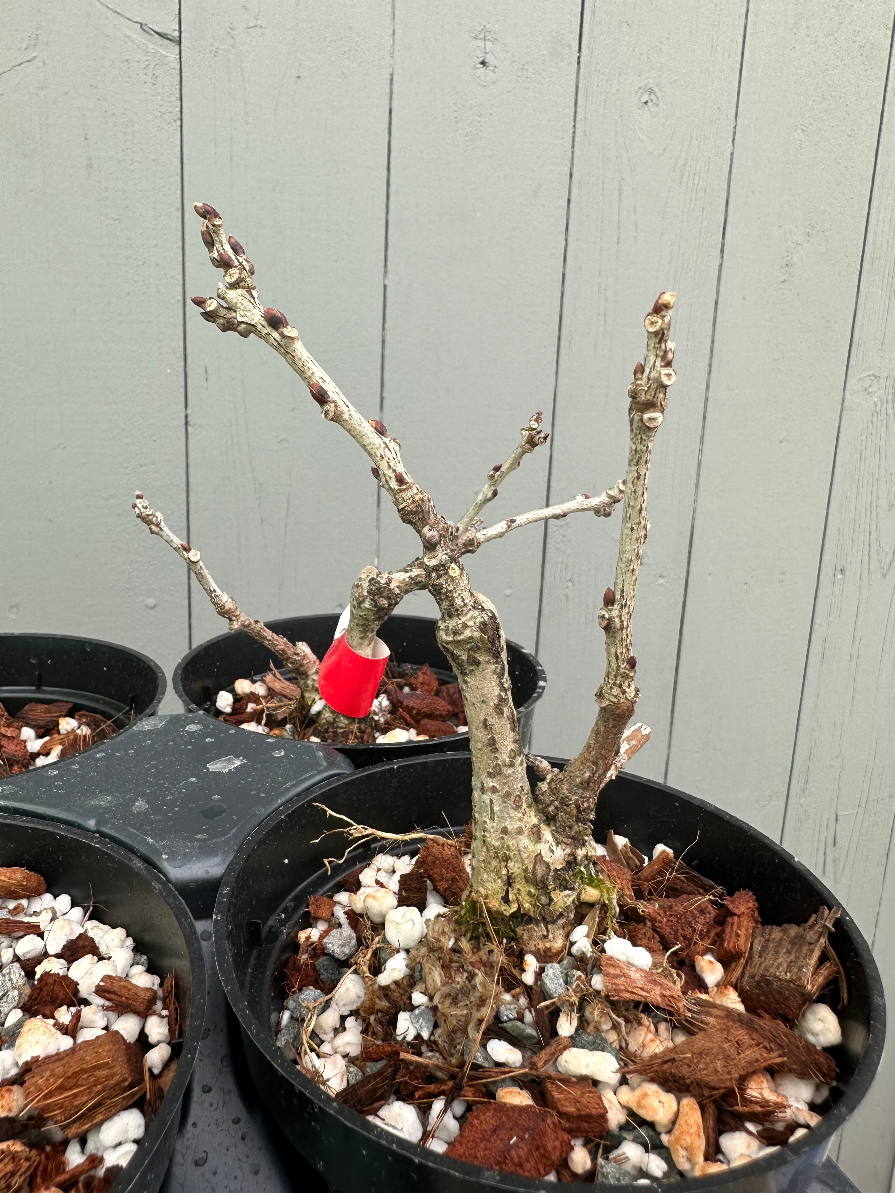 Wisteria F. (grafted)