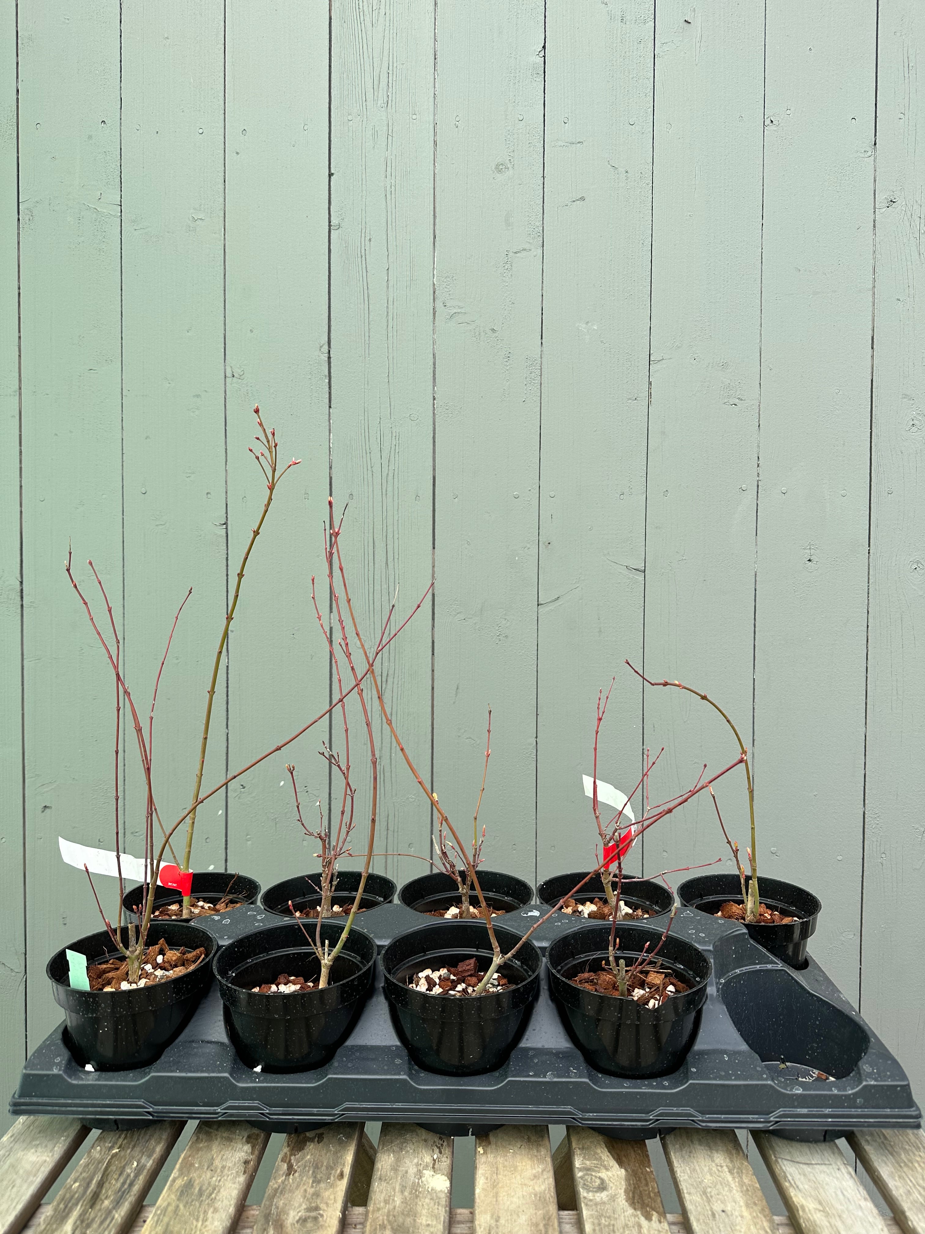 Japanese Maple 'Katsura'