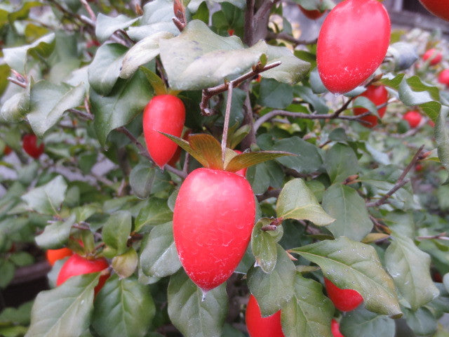 Miyabi