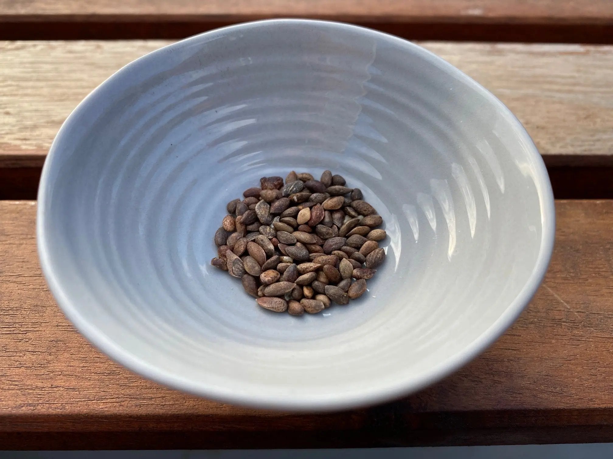 Pinus densiflora (Japanese Red Pine) CB Seeds