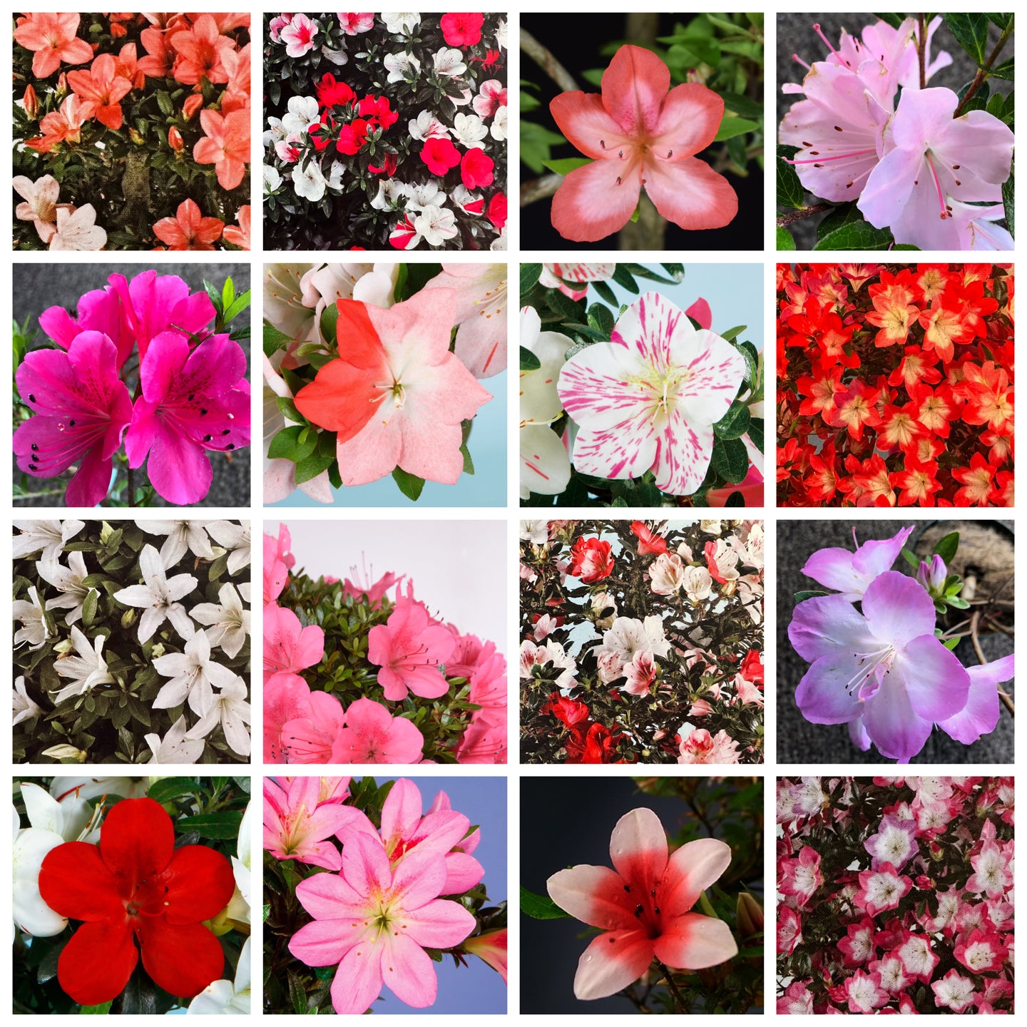 Rhododendron indicum Satsuki Azaleas (45 cultivars) (2025)