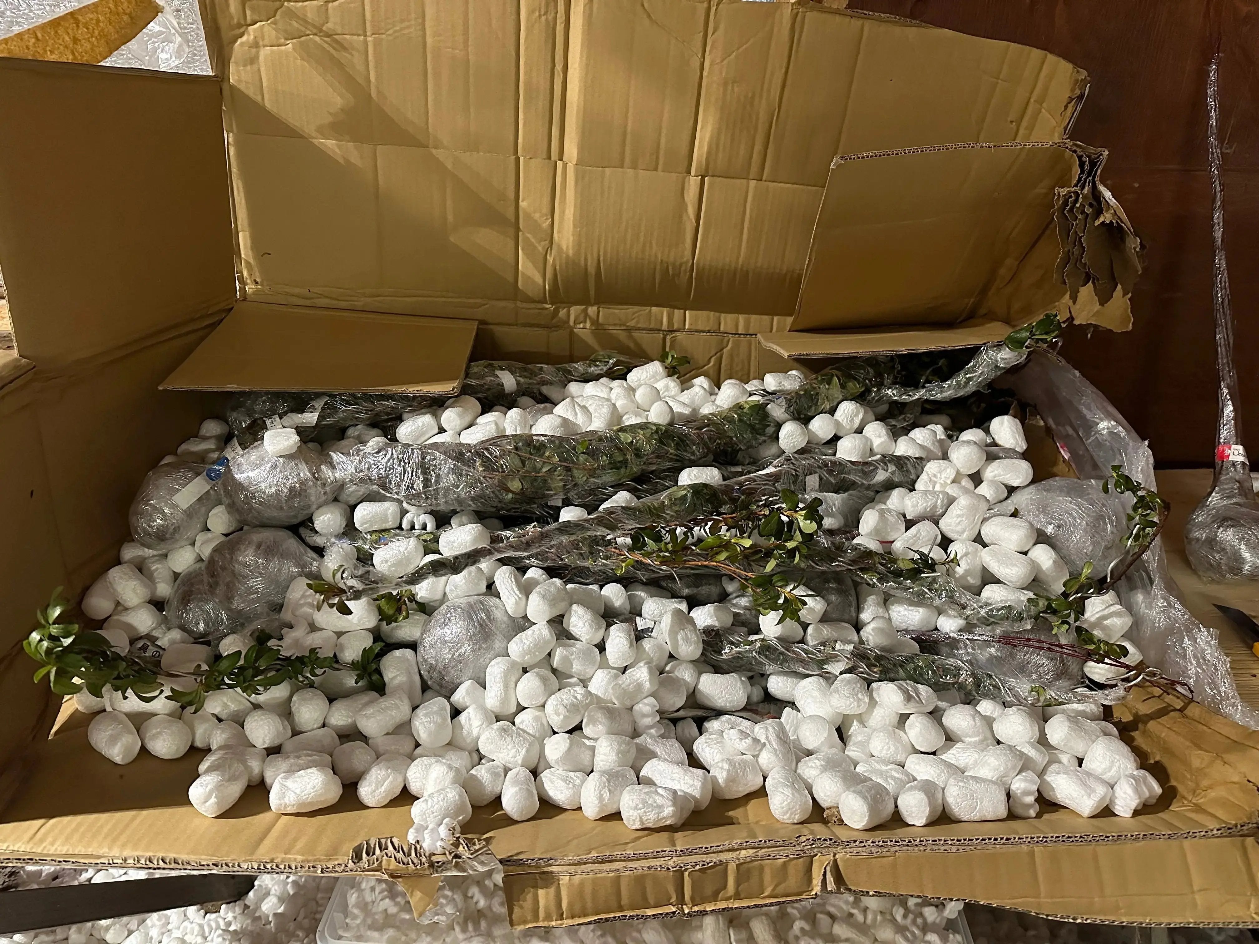 Rhododendron indicum Satsuki Azaleas (45 cultivars) (2026) Canada Bonsai