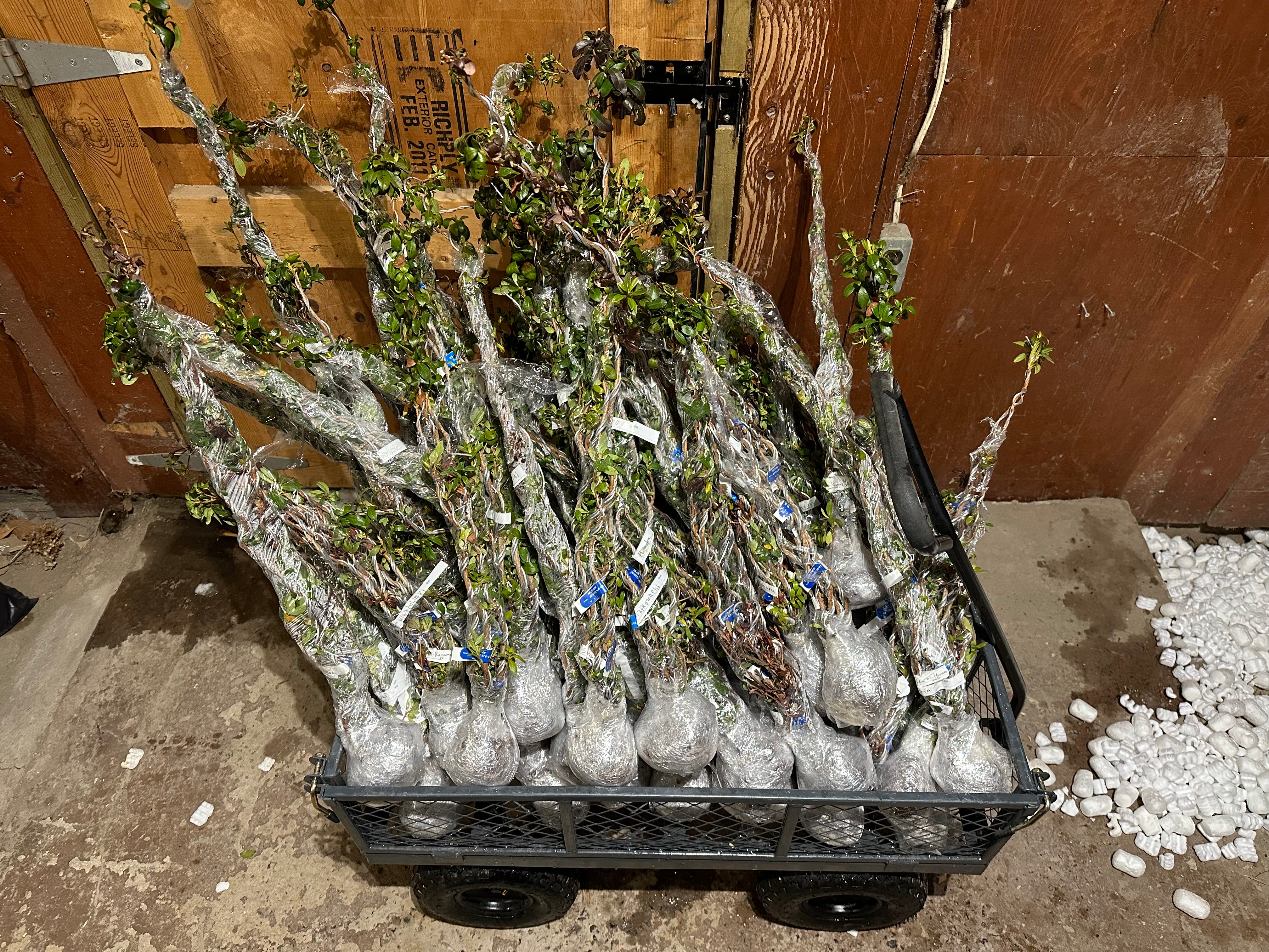 Rhododendron indicum Satsuki Azaleas (45 cultivars) (2026)